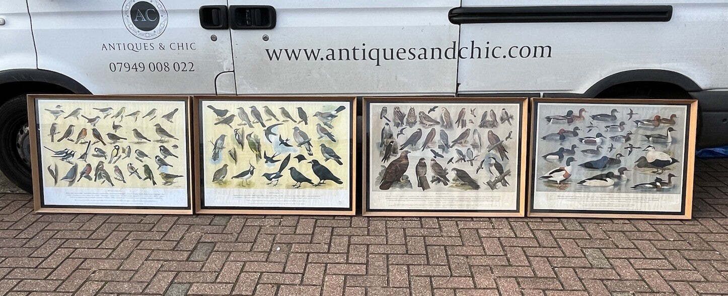 505.0 4 Huge 1950's Framed Classroom British Birds Prints. Very Colourful photo