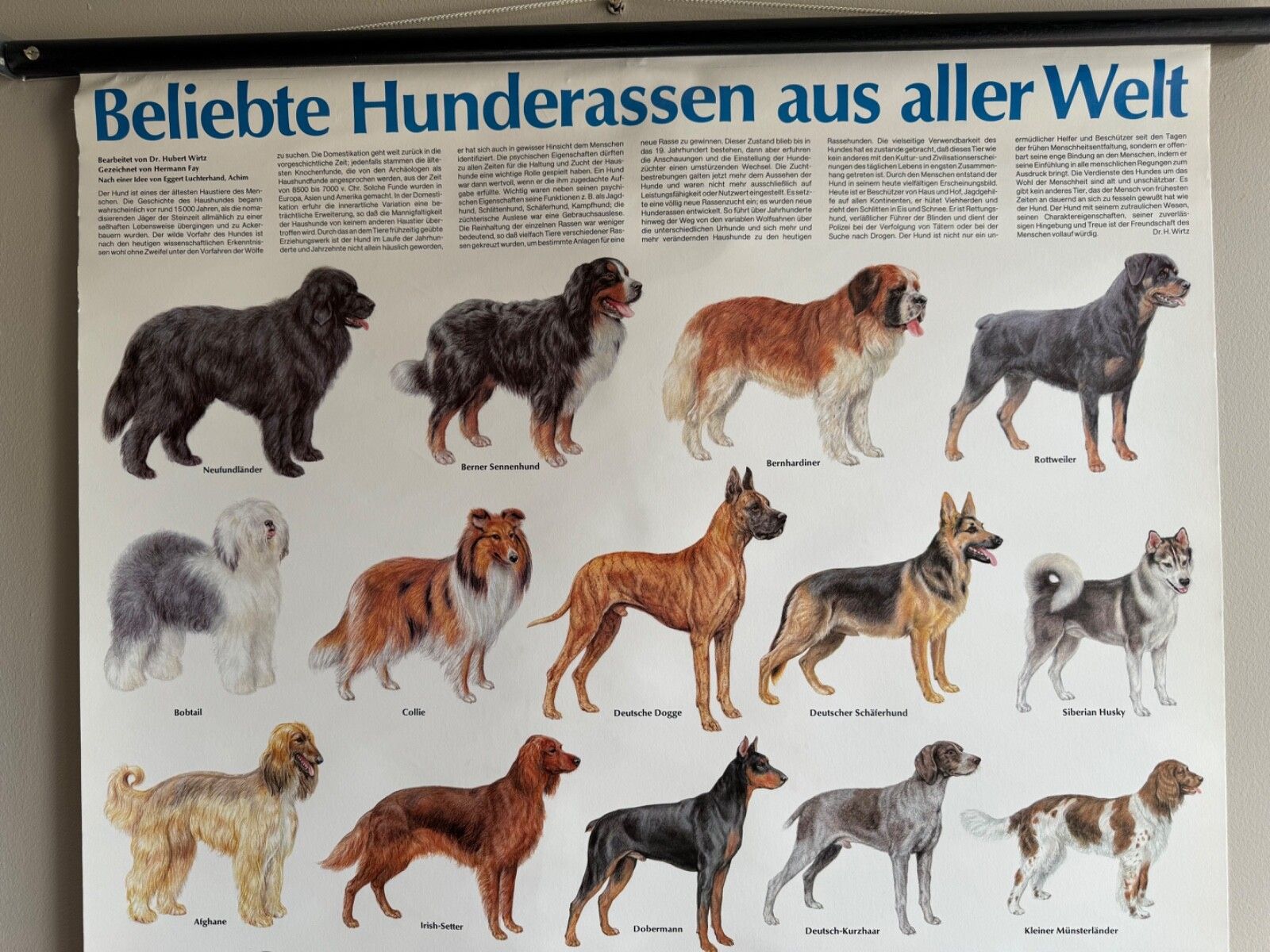 Vintage Popular Dog Breeds From Around The World School Chart Canines Hounds photo Art