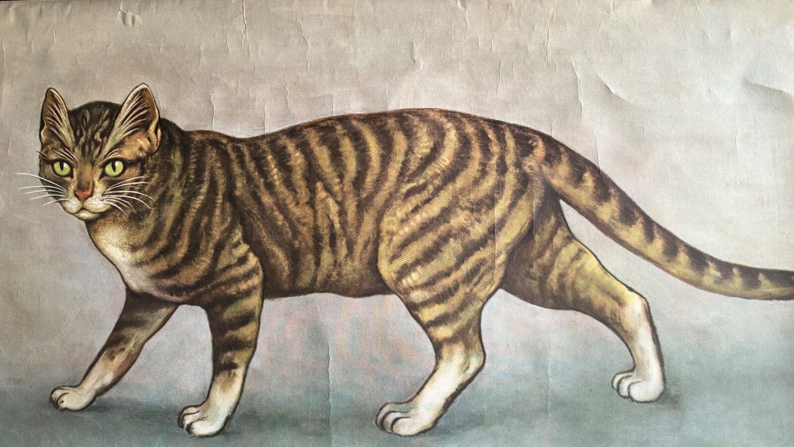 photo buy Vintage Roll Down School Chart Of A Domestic Cat By Jung Koch Quentell 1960s/70s