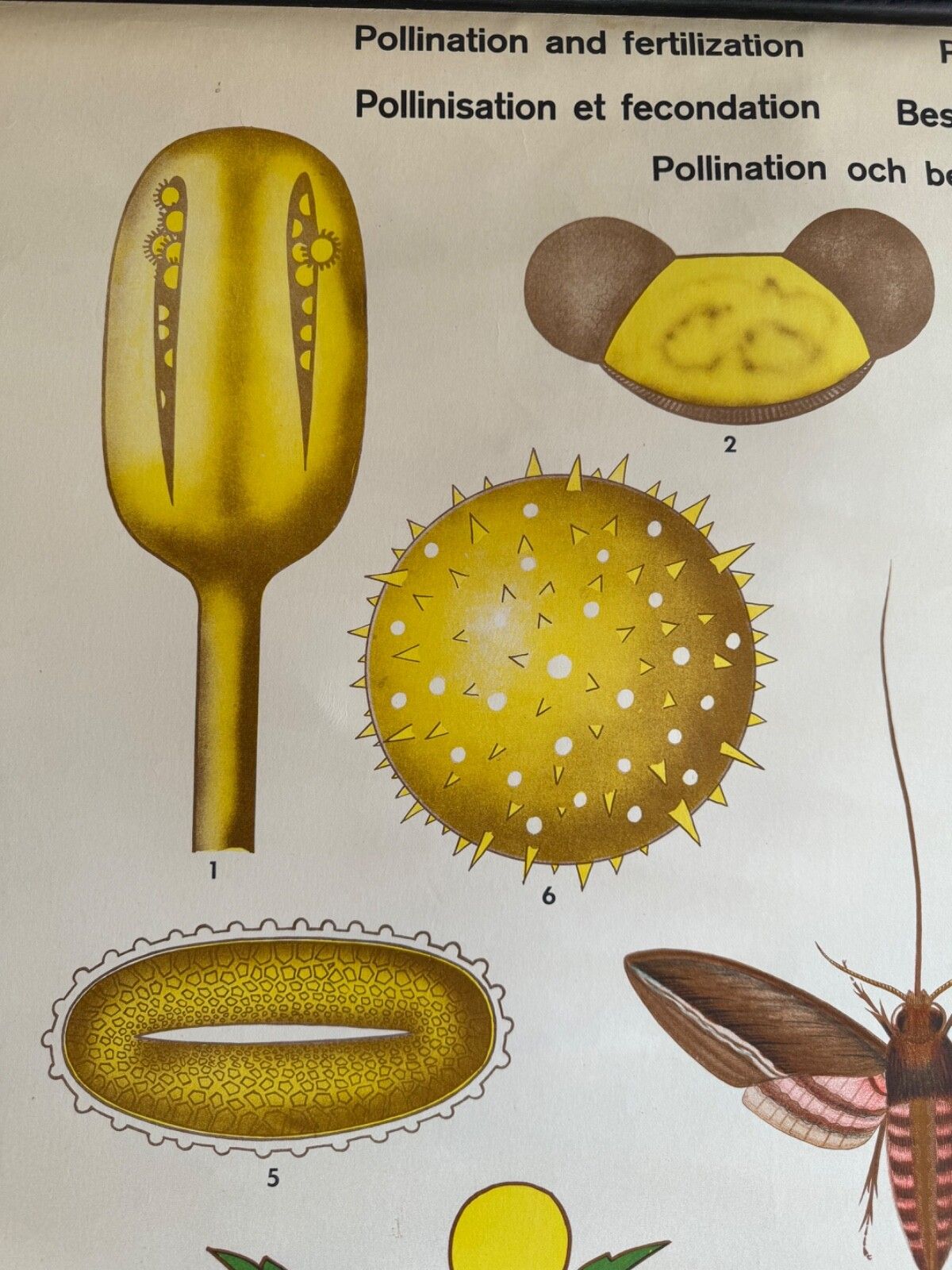 photo buy Vintage Botanical School Chart Of The Life Of Plants Series Pollination