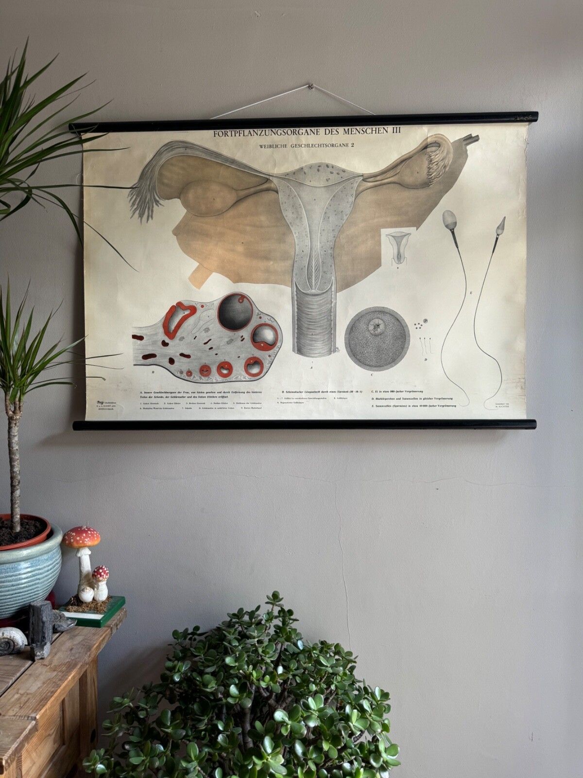 Vintage Female Reproductive Anatomy Roll Down School Chart Educational Biology