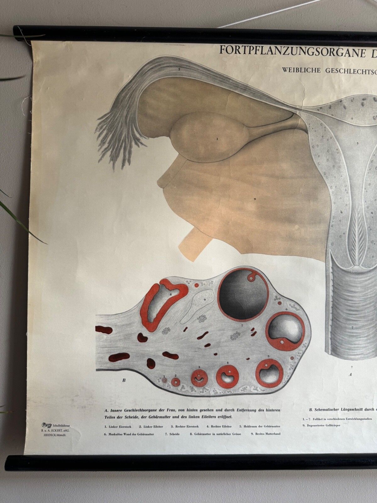 Vintage Female Reproductive Anatomy Roll Down School Chart Educational Biology photo Art