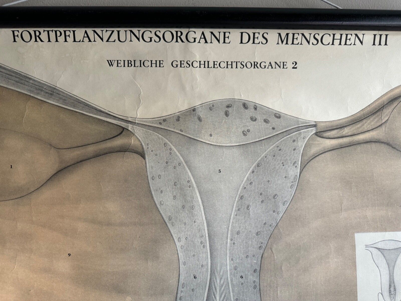 photo vintage Vintage Female Reproductive Anatomy Roll Down School Chart Educational Biology