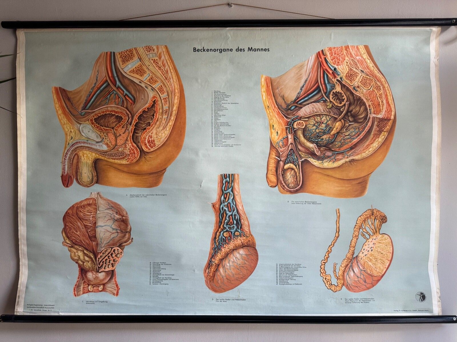 Vintage Male Reproductive Anatomy Roll Down School Chart Educational Biology photo furniture