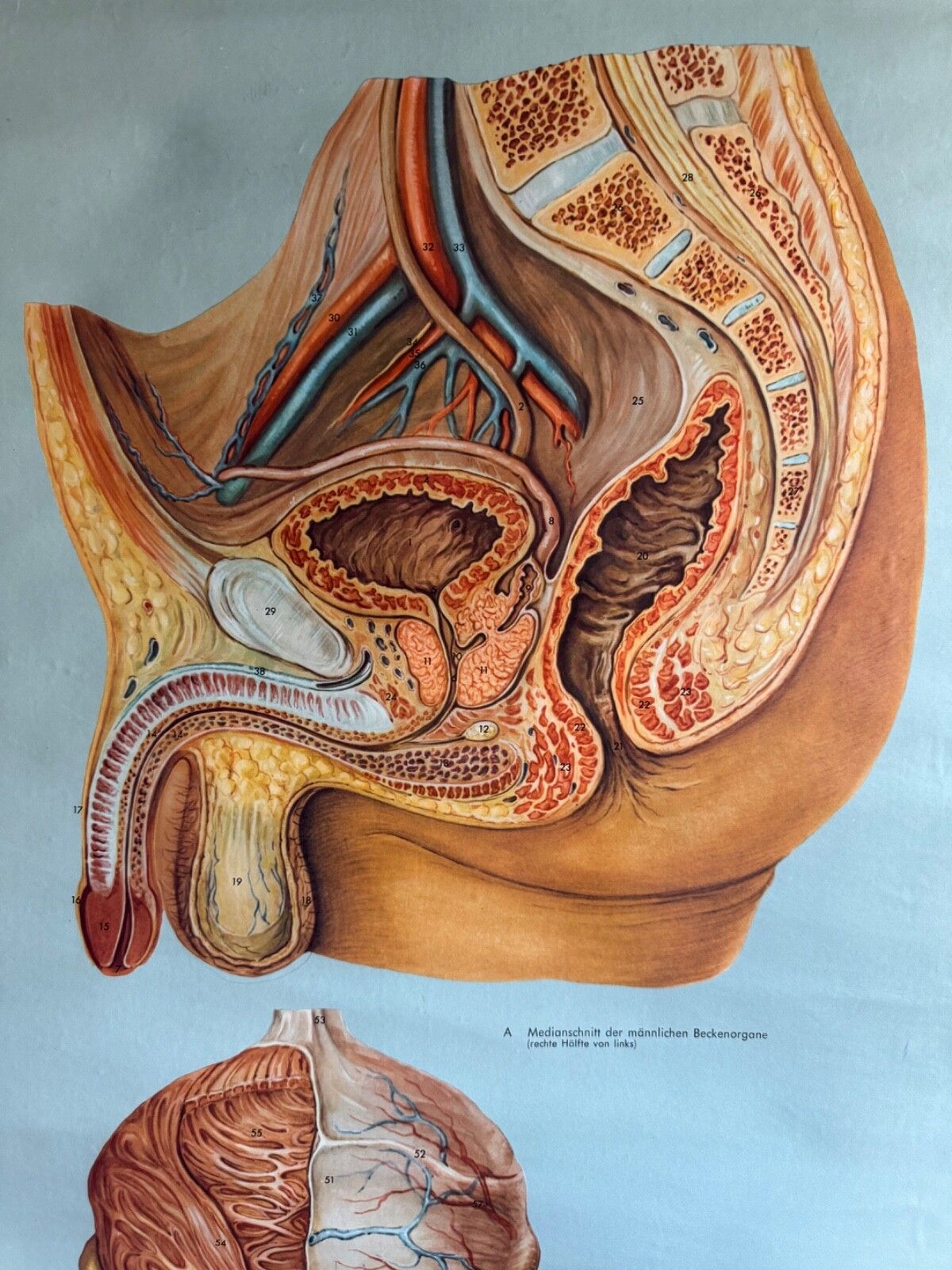 photo furniture Vintage Male Reproductive Anatomy Roll Down School Chart Educational Biology