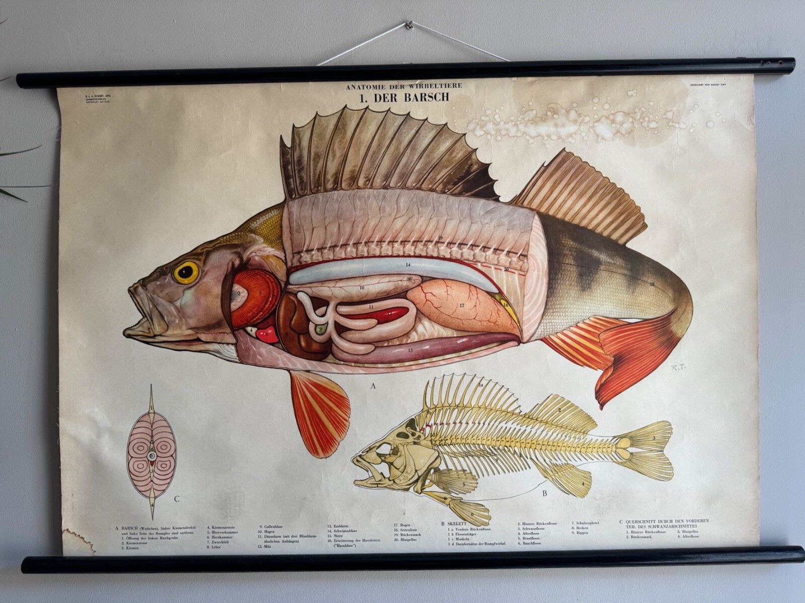 Vintage Swedish School Chart Of Fish Anatomy 1960's Pull Down Wall Chart Perch photo for sale