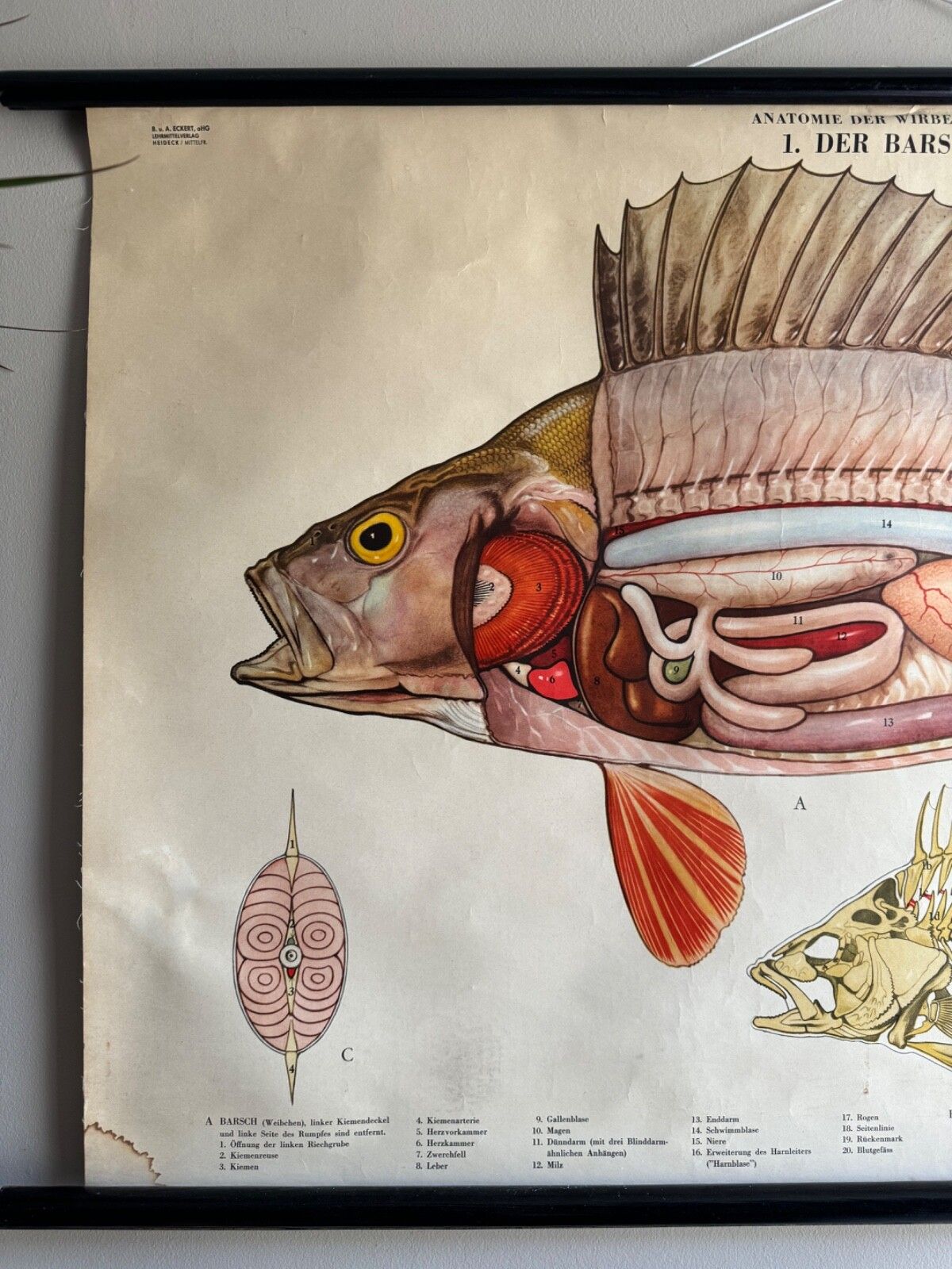 Vintage Swedish School Chart Of Fish Anatomy 1960's Pull Down Wall Chart Perch photo Art