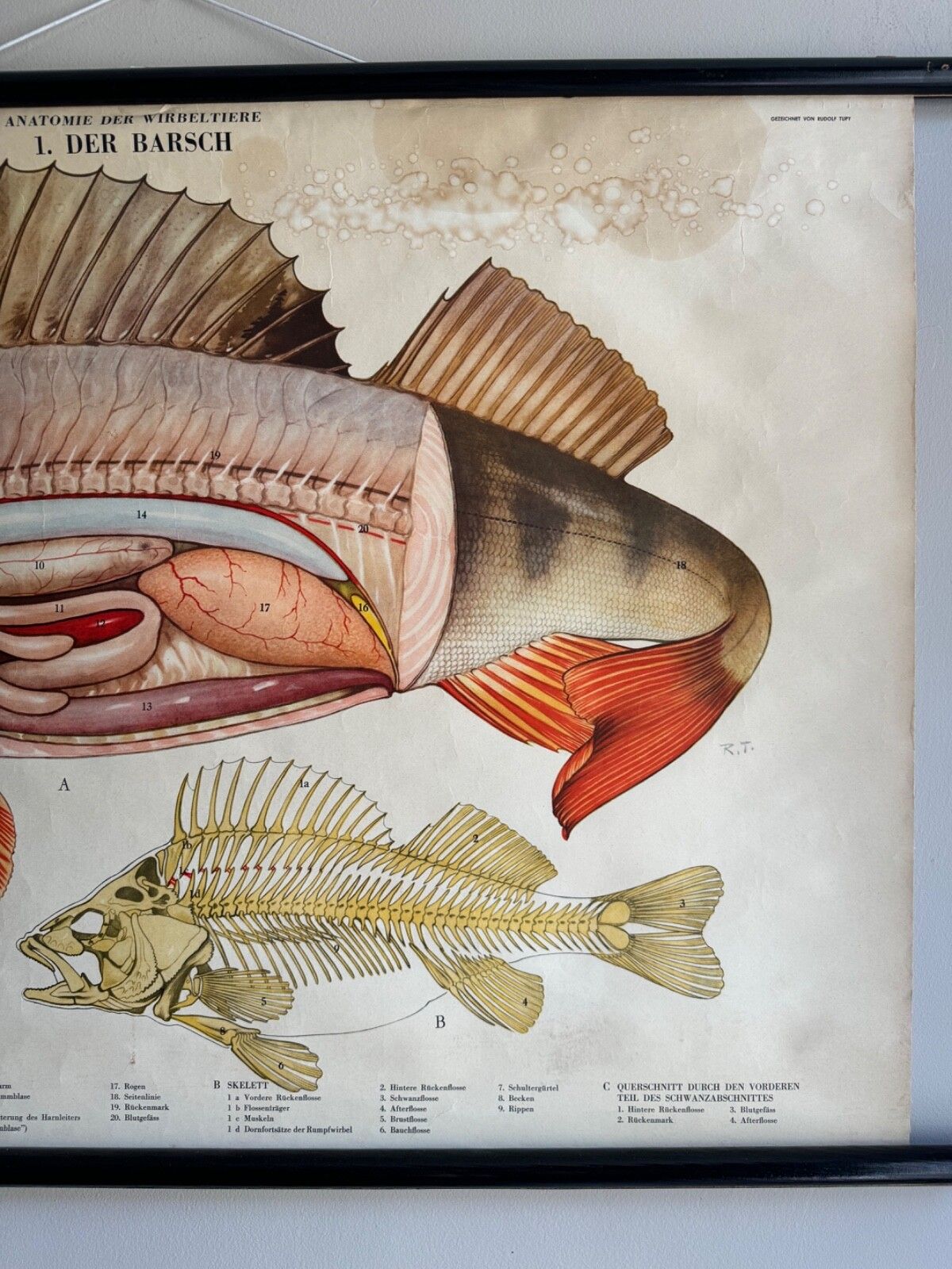 Vintage Swedish School Chart Of Fish Anatomy 1960's Pull Down Wall Chart Perch photo 165.0