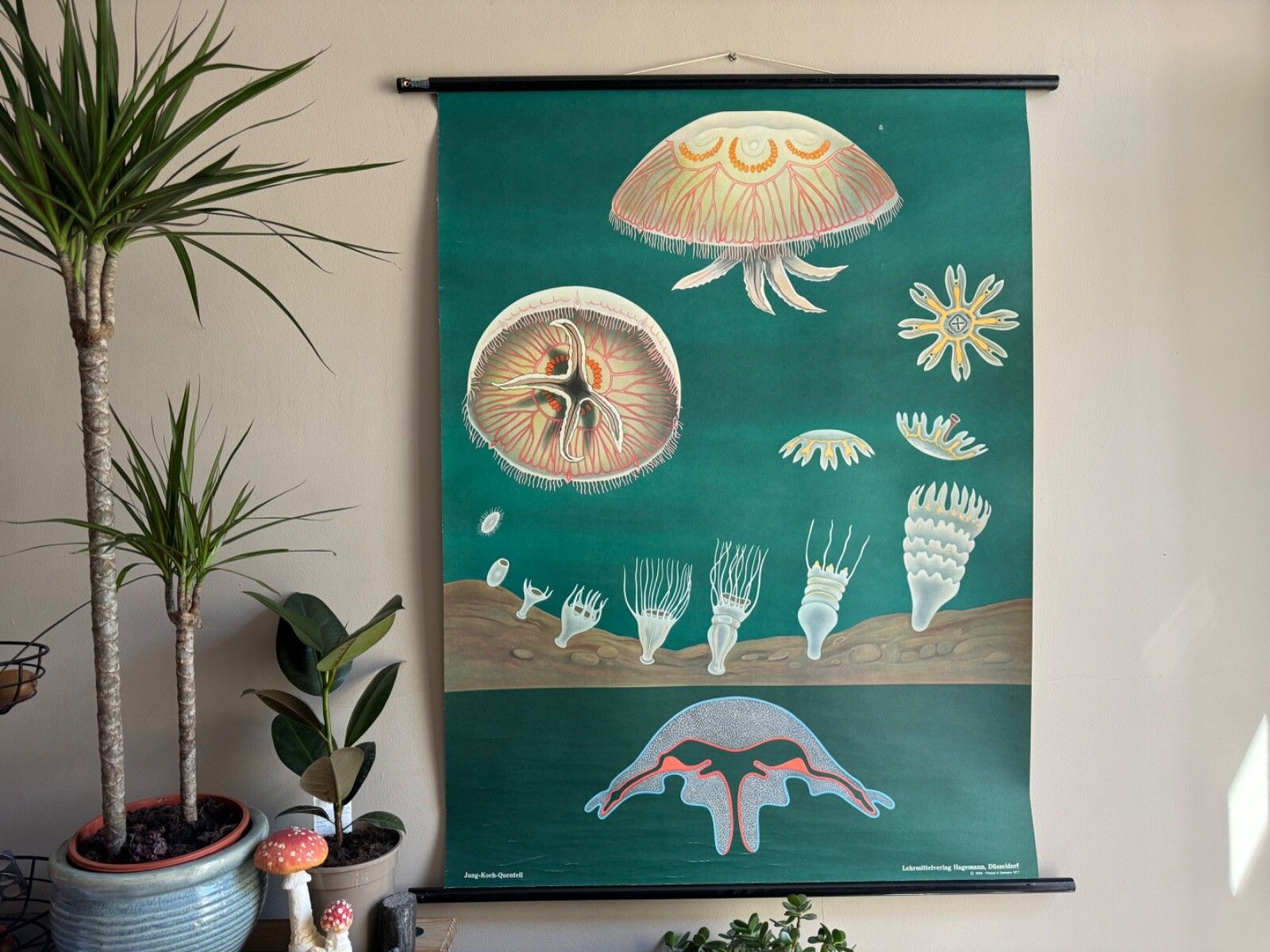 Vintage Jellyfish School Chart Jung Koch Quentell Educational Hagemann Zoology
