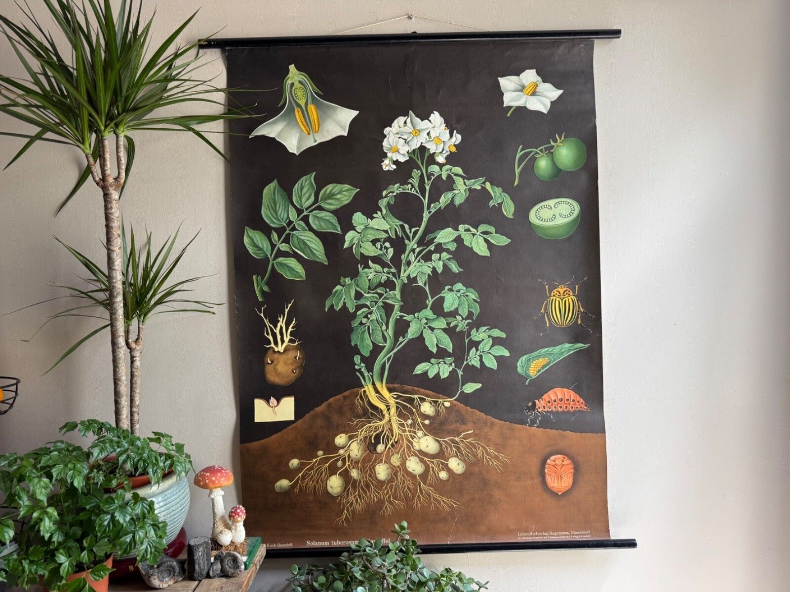 Vintage Potato School Chart Jung Koch Quentell Poster Botanical Educational