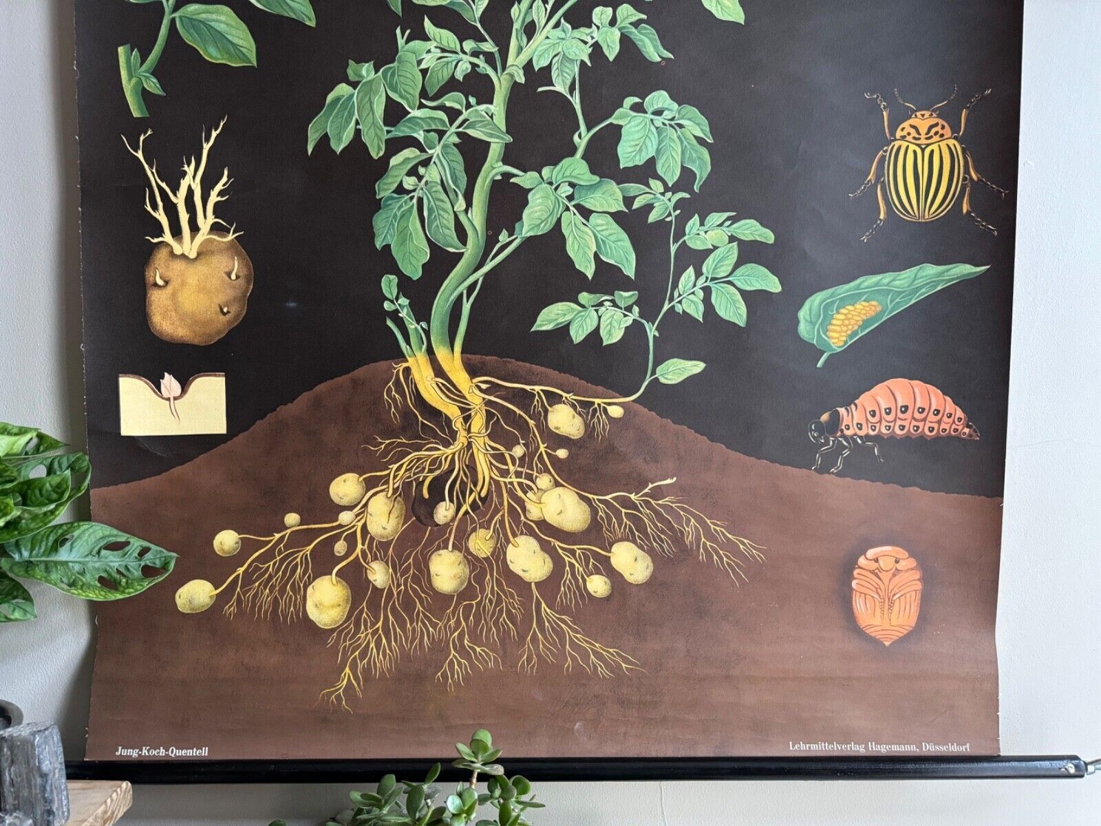 Vintage Potato School Chart Jung Koch Quentell Poster Botanical Educational photo Art