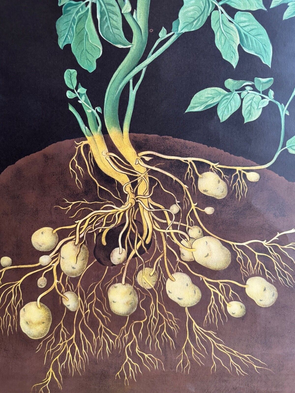 photo furniture Vintage Potato School Chart Jung Koch Quentell Poster Botanical Educational