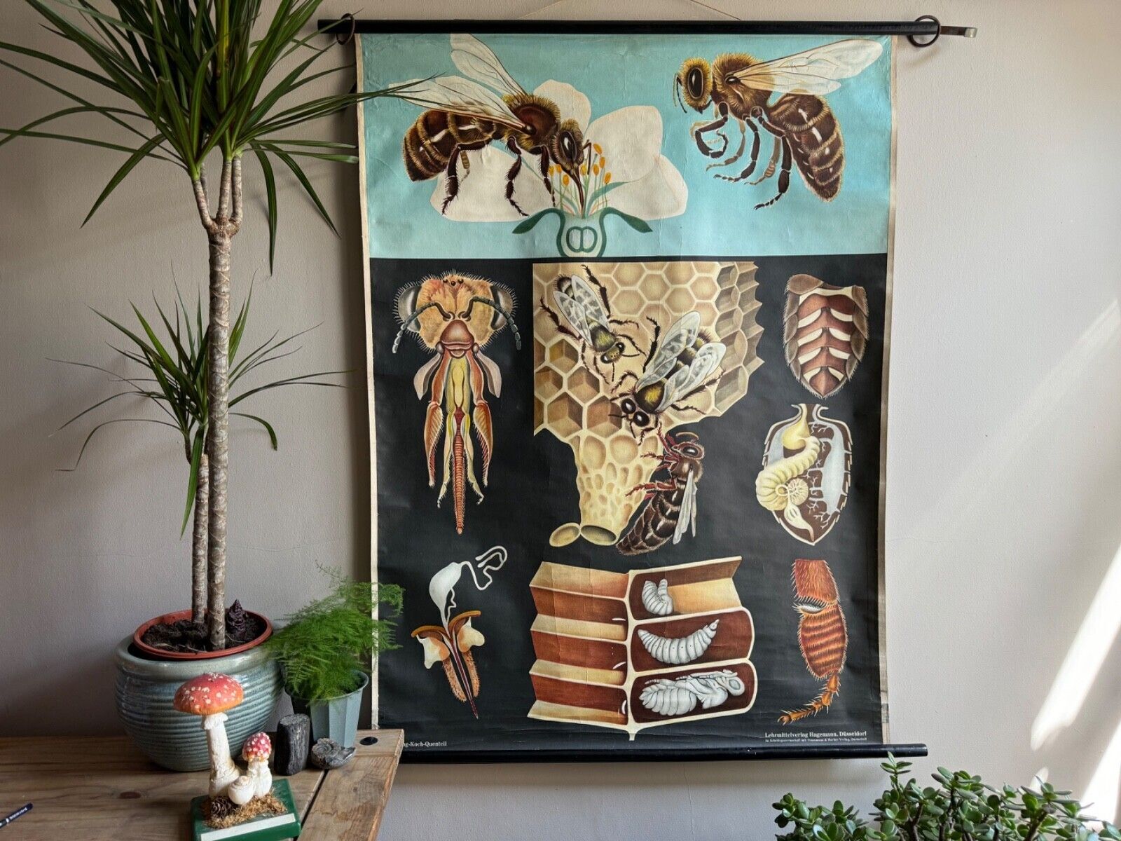 Vintage Honey Bee School Chart Jung Koch Quentell Educational. Anatomy Zoology photo furniture