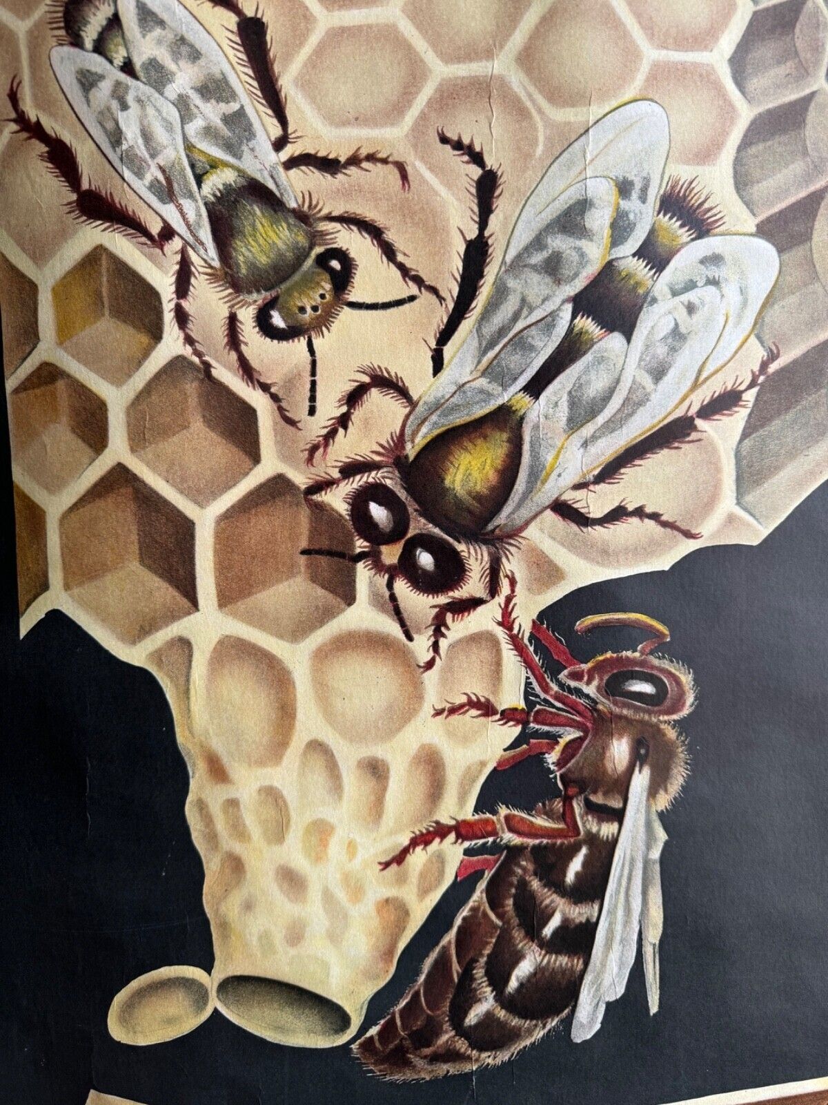 photo furniture Vintage Honey Bee School Chart Jung Koch Quentell Educational. Anatomy Zoology