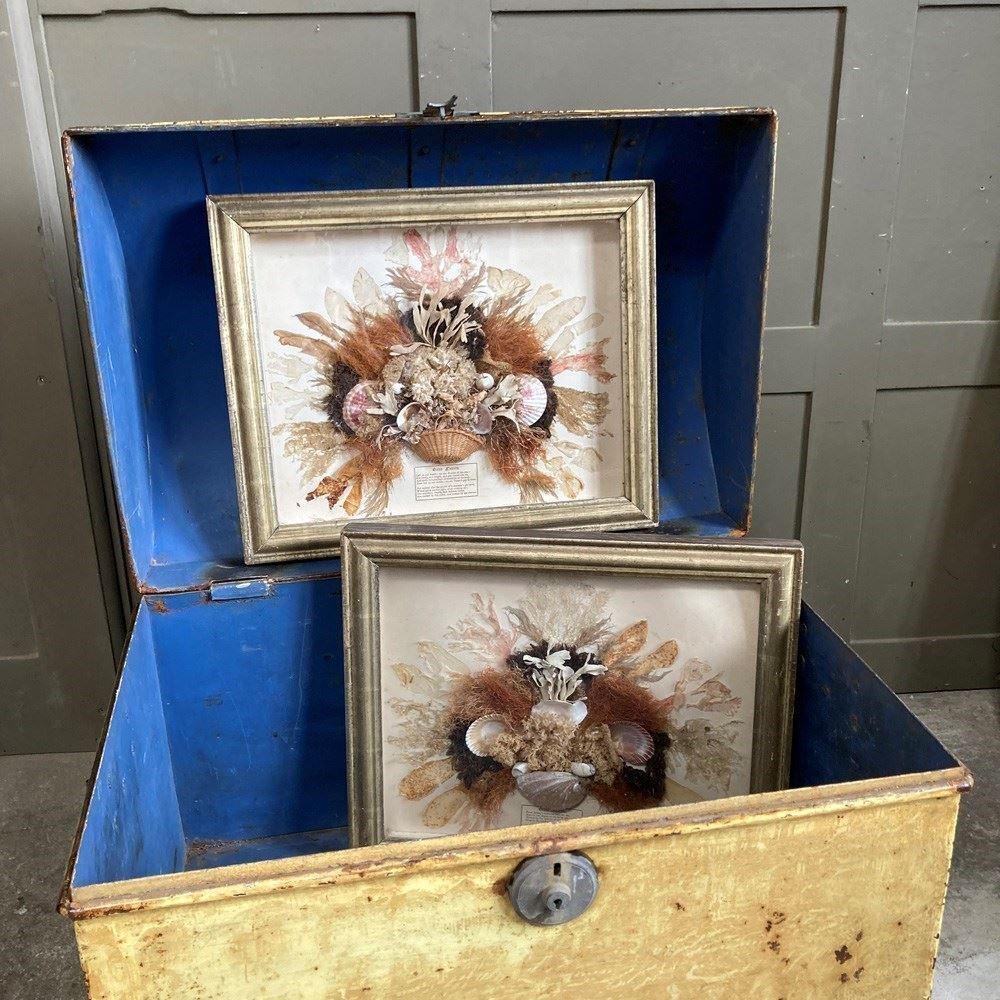 Pair Of Seaweed Dioramas, 1800s photo for sale