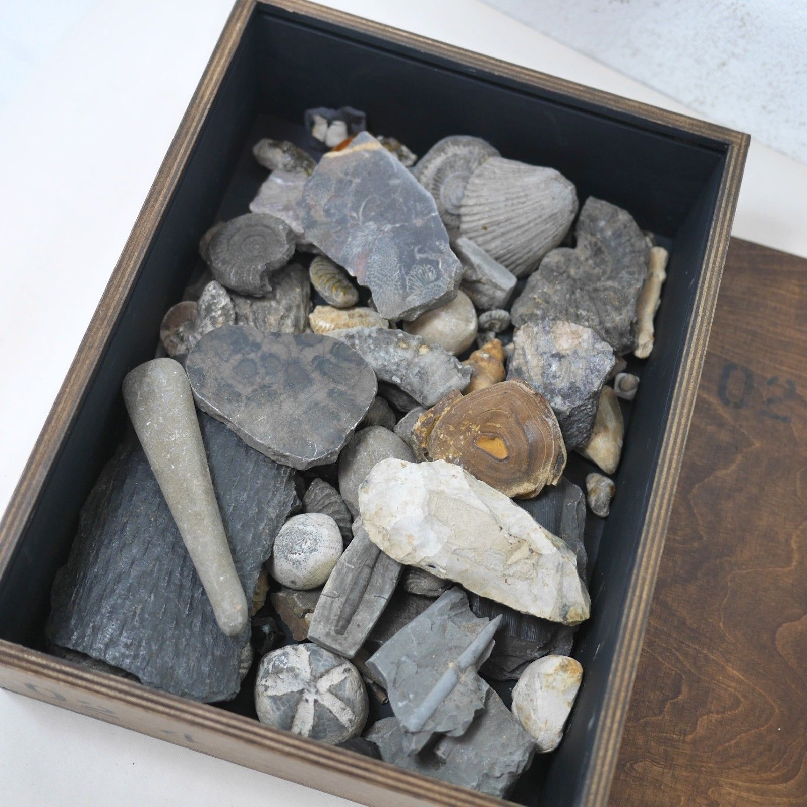 Vintage Collection Fossils Ammonite Petrified Wood Box Book #102947 photo for sale