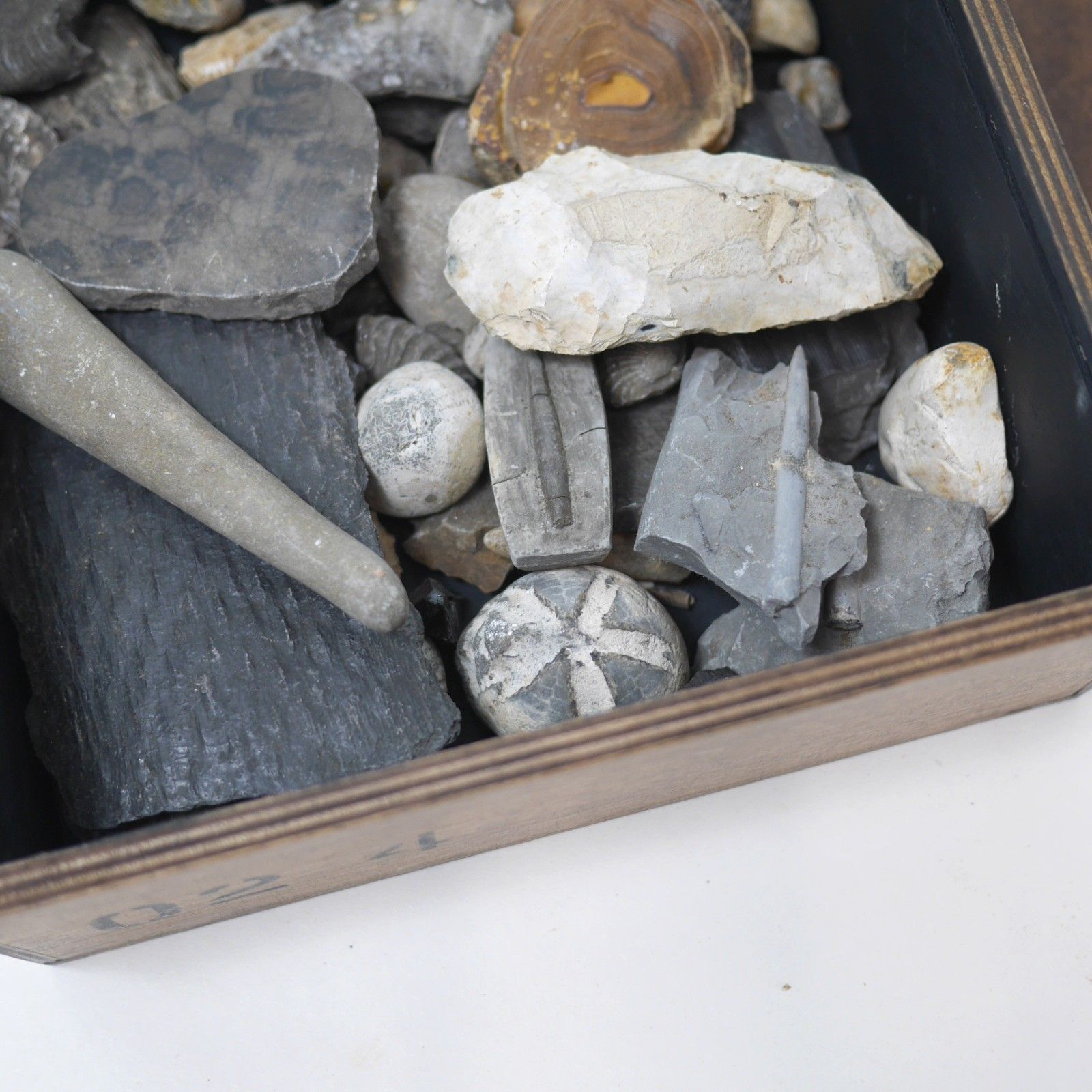 Vintage Collection Fossils Ammonite Petrified Wood Box Book #102947 photo vintage