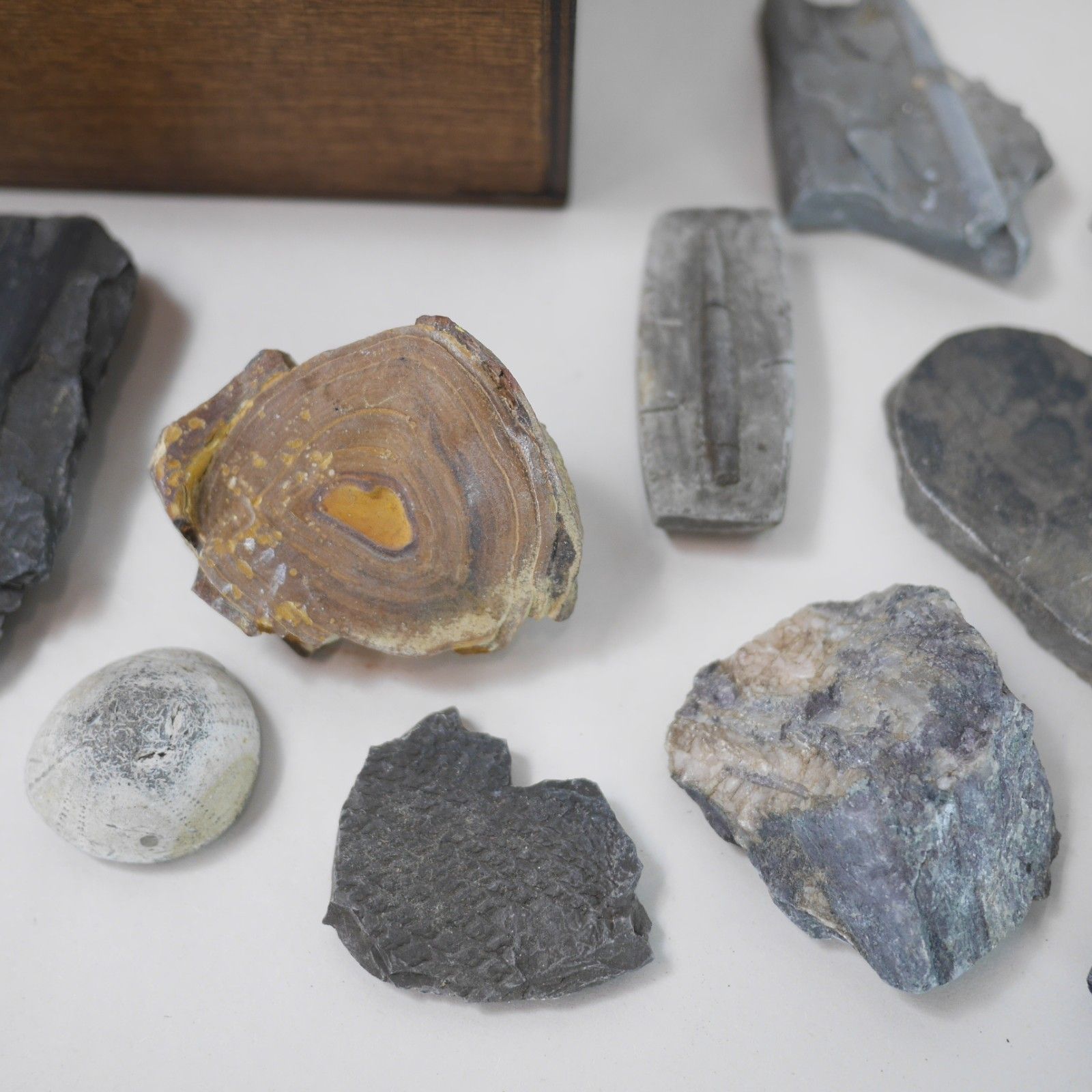 Home Decor Vintage Collection Fossils Ammonite Petrified Wood Box Book #102947 photo