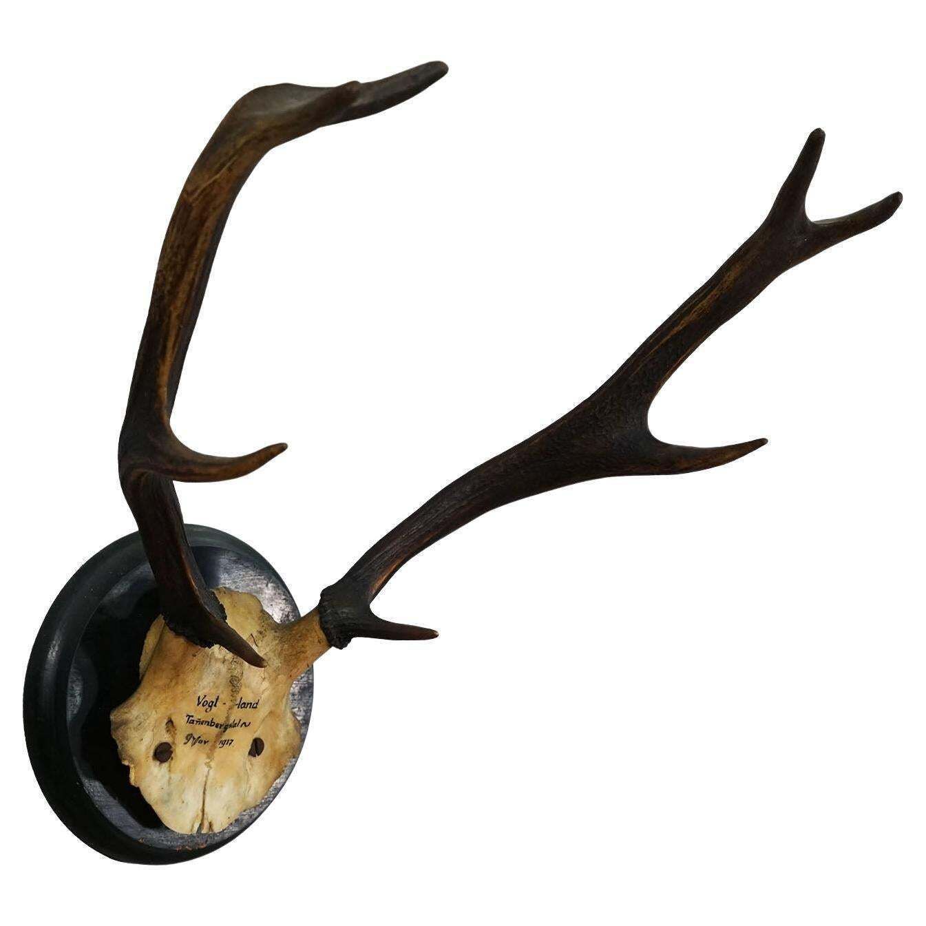 Great Antique Deer Trophy On Wooden Plaque, Germany 1917