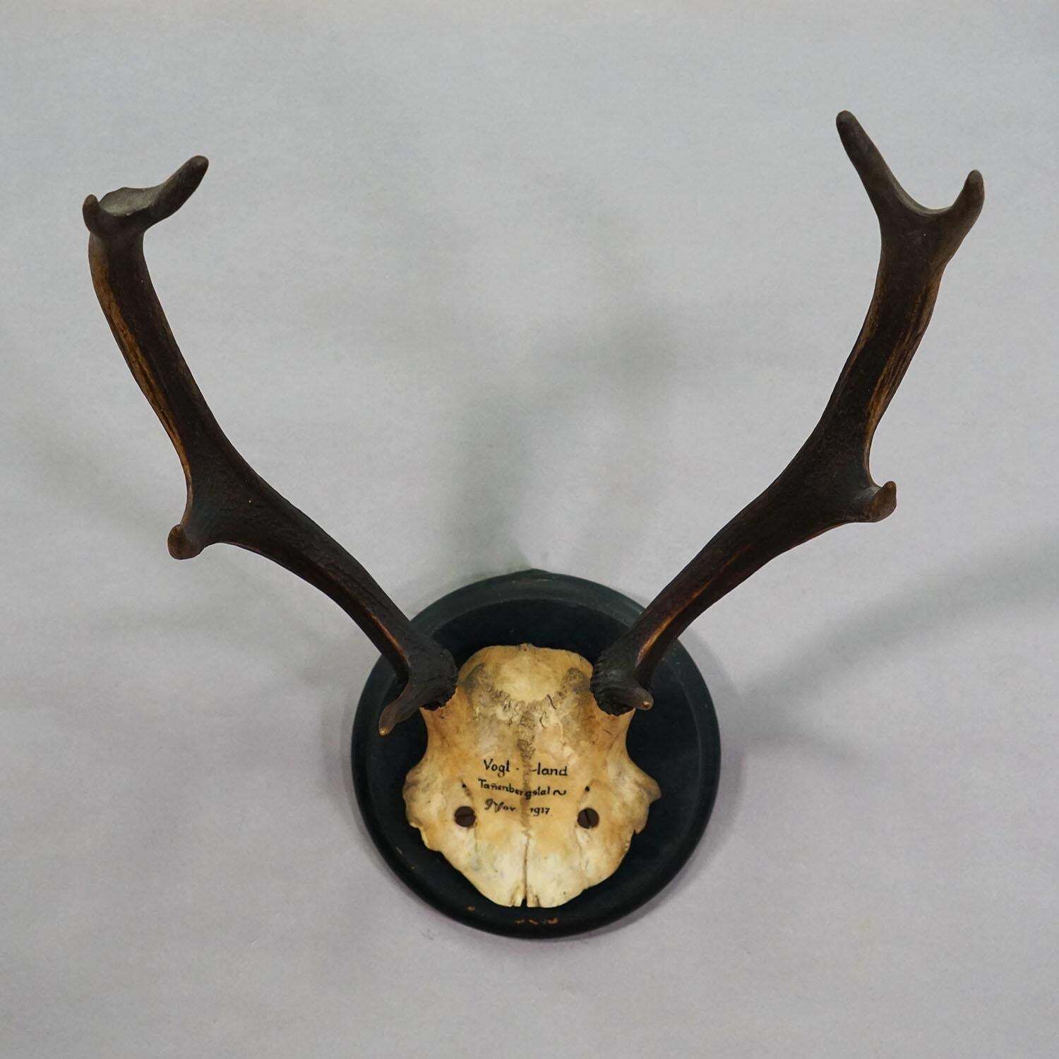 Great Antique Deer Trophy On Wooden Plaque, Germany 1917 photo furniture