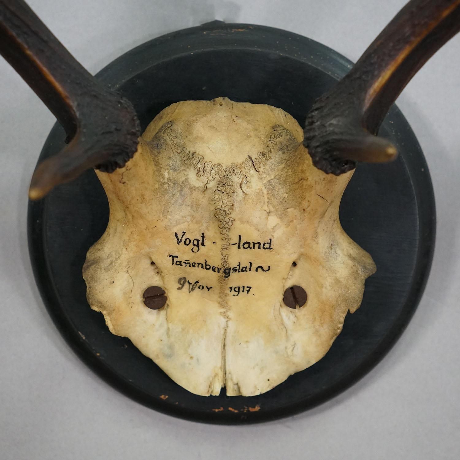 Great Antique Deer Trophy On Wooden Plaque, Germany 1917 photo 358.0