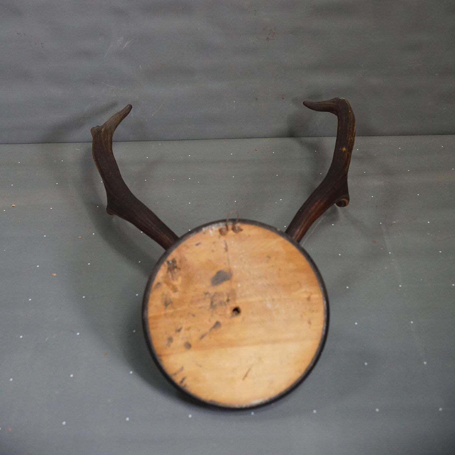 Great Antique Deer Trophy On Wooden Plaque, Germany 1917 photo vinterior