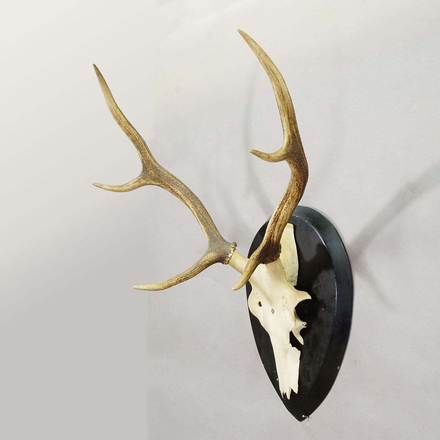 Large Black Forest Antique Deer Trophy On Wooden Plaque, Germany 1900s photo for sale
