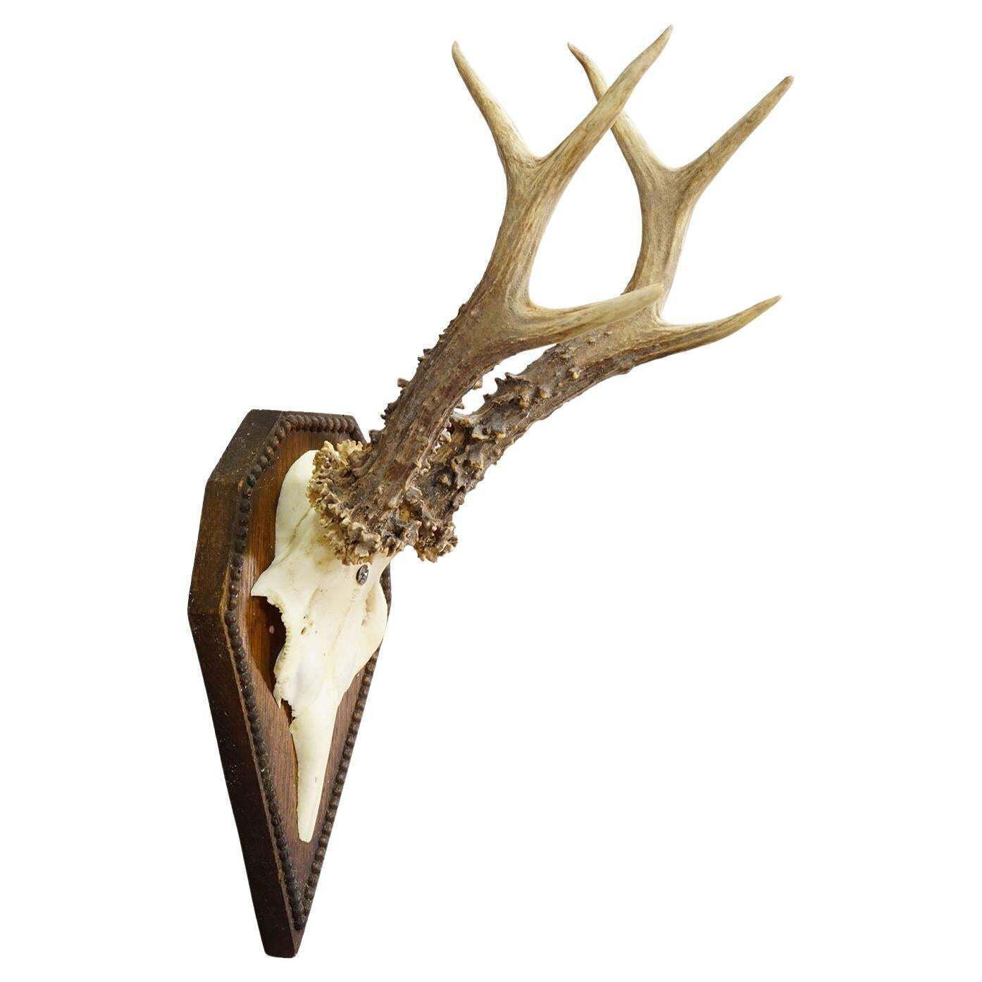 Black Forest Antique Roe Deer Trophy On Carved Plaque 1940s