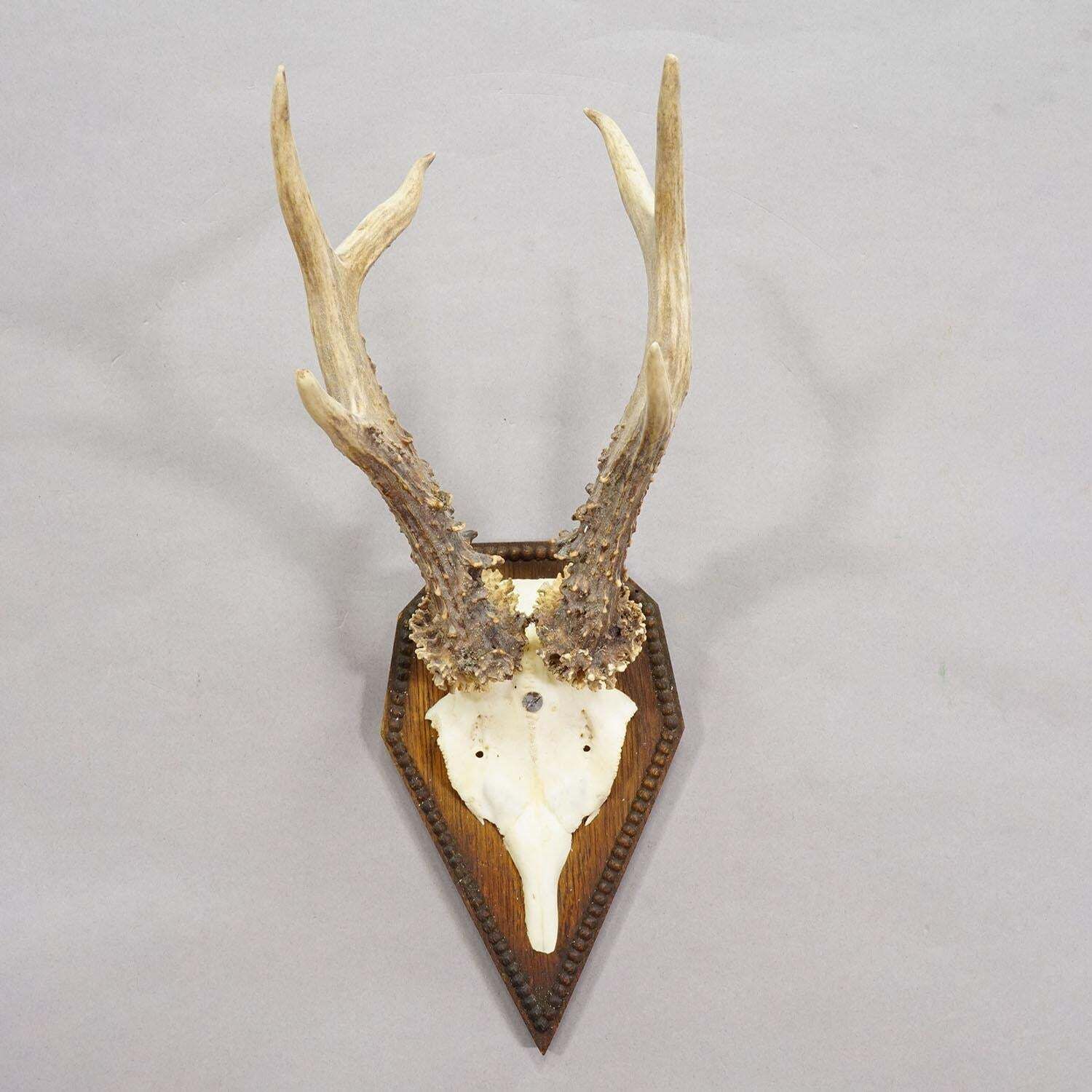 Black Forest Antique Roe Deer Trophy On Carved Plaque 1940s photo furniture