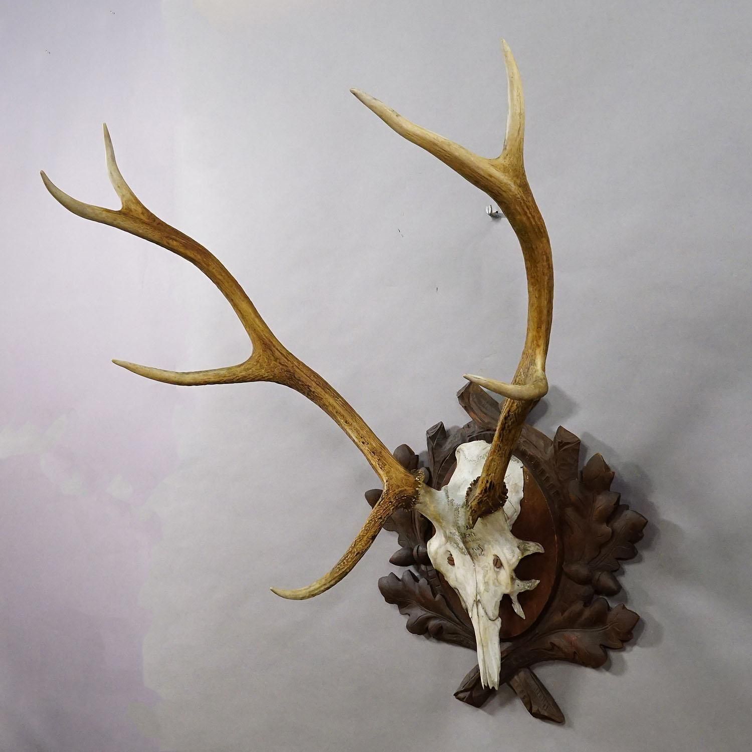 Large Black Forest Red Deer Trophy On Carved Plaque   Germany 1937 photo for sale