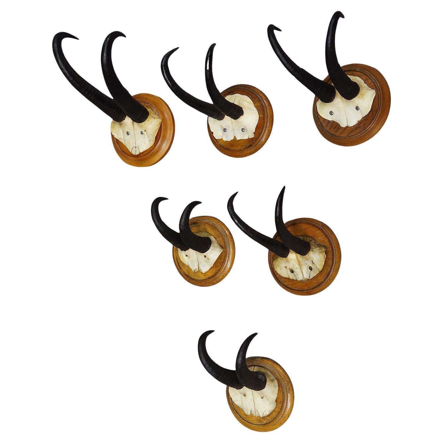 Set Of Six Chamois Trophies On Turned Plaques Germany Ca. 1920s
