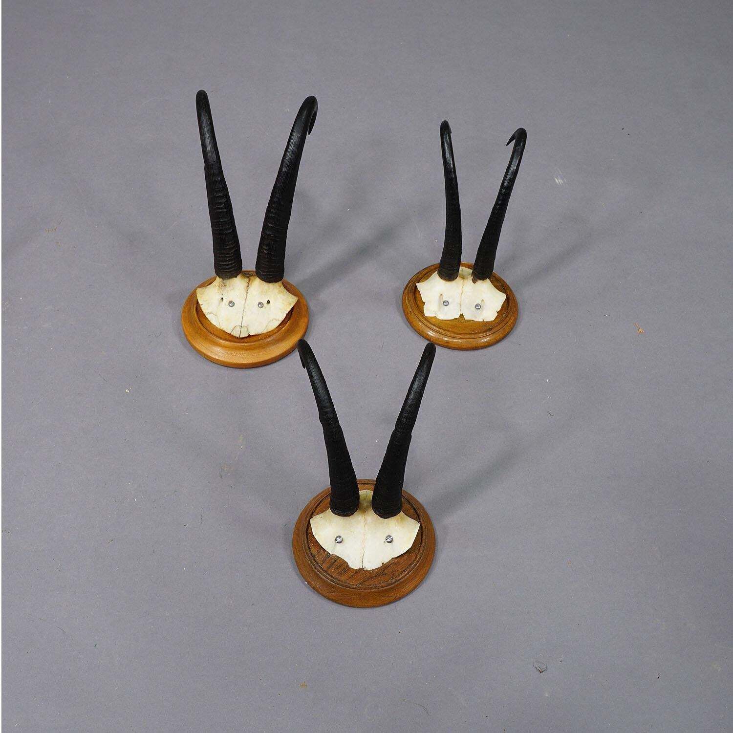 Set Of Six Chamois Trophies On Turned Plaques Germany Ca. 1920s photo 698.0