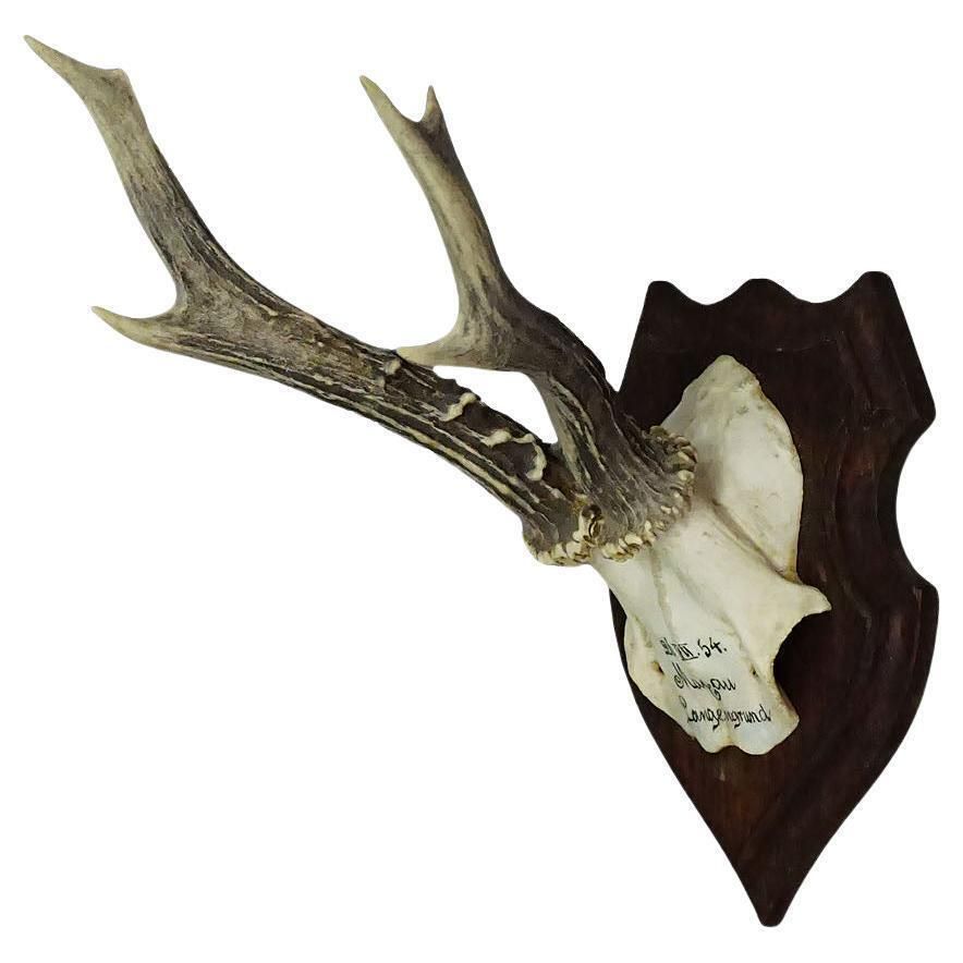 Black Forest Red Deer Trophy On Wooden Plaque 1954