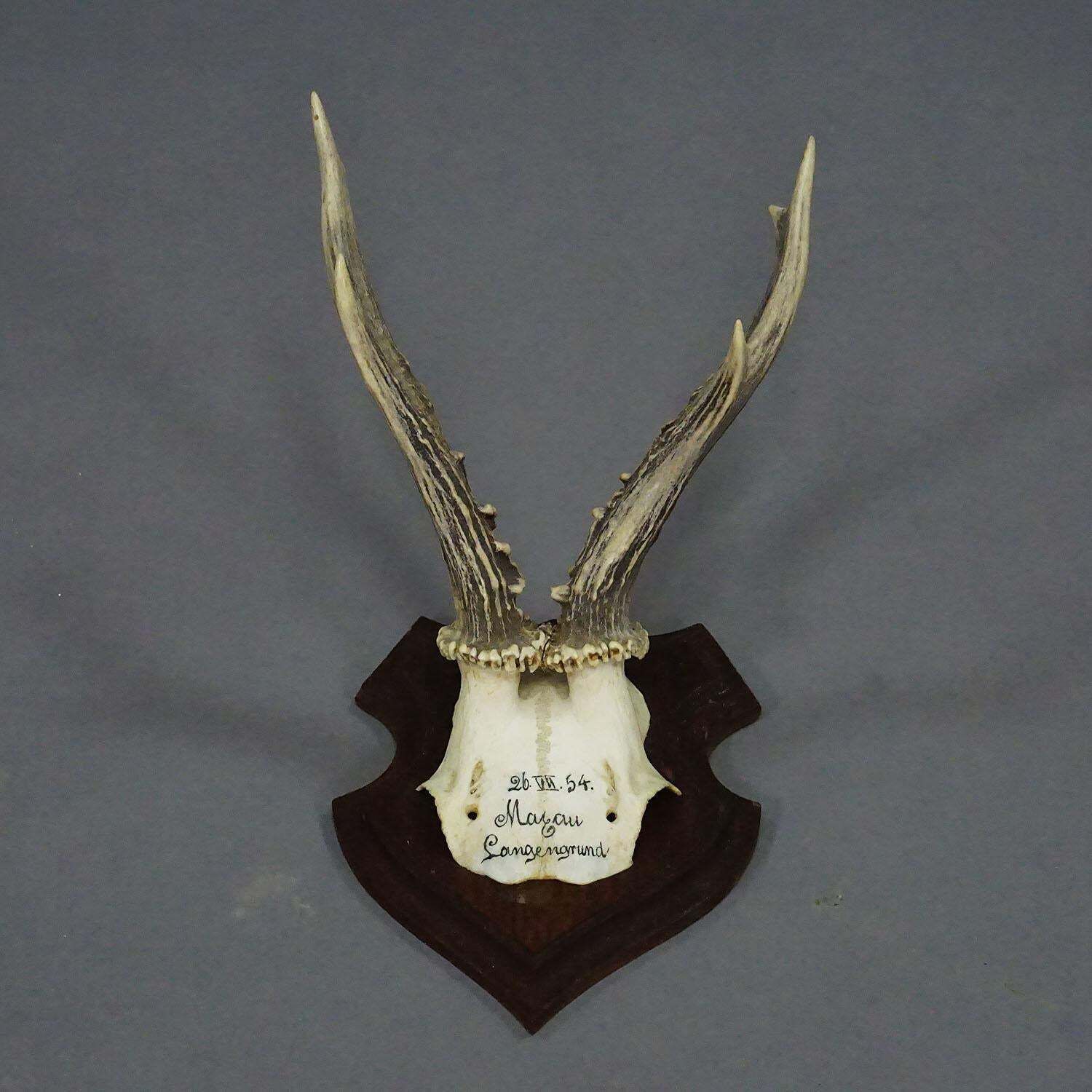Black Forest Red Deer Trophy On Wooden Plaque 1954 photo Home Decor
