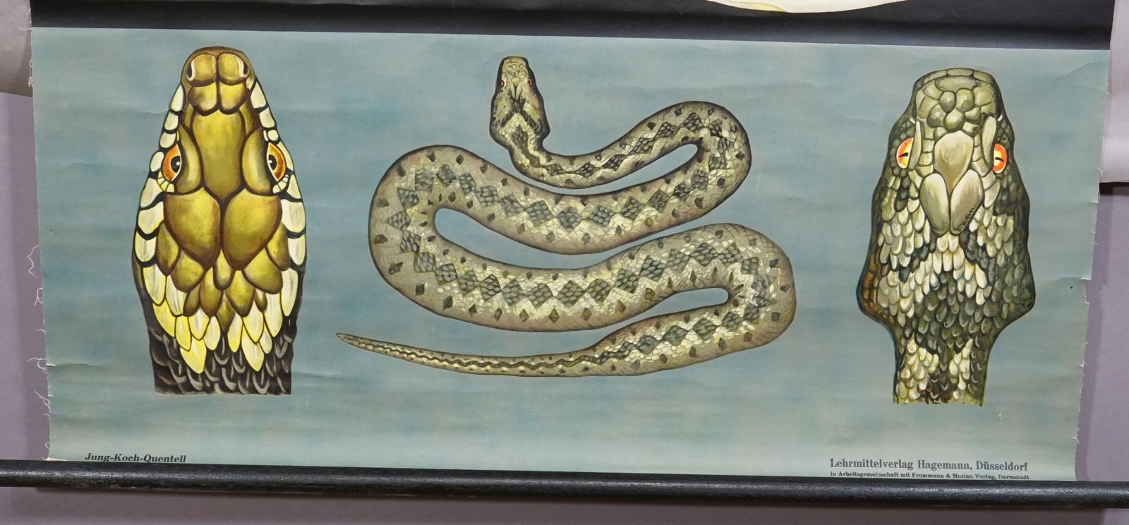 Vintage Rollable Wall Chart Poster Jung Koch Quentell Ring Snake Common Adder photo for sale