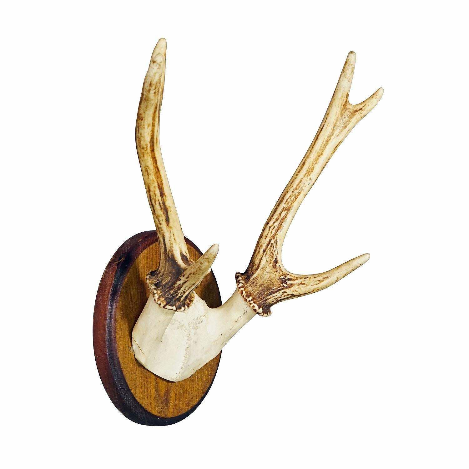 Black Forest Sika Deer Trophy On Wooden Plaque   Germany Ca. 1950s photo furniture