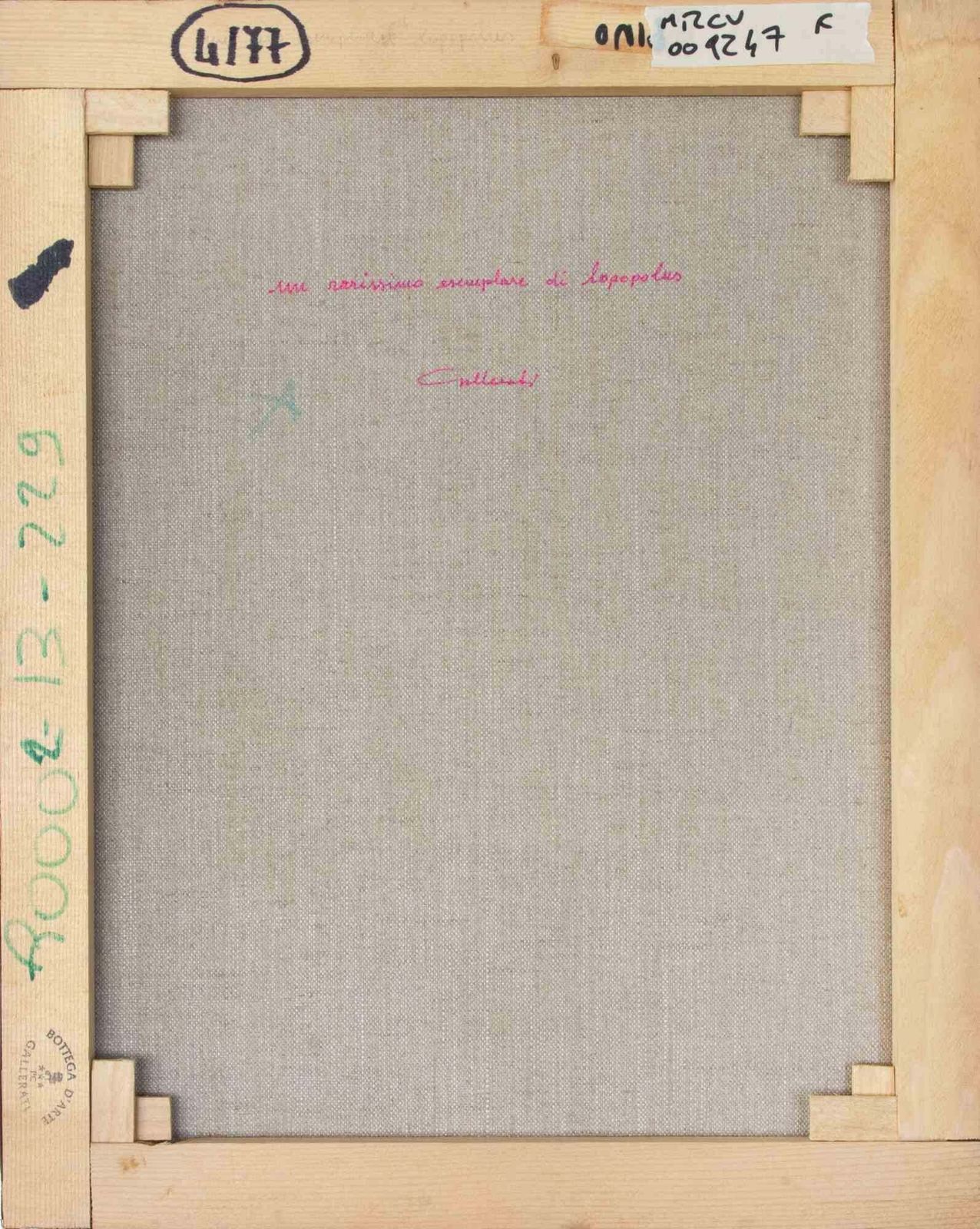 Alberto Galleratia Very Rare Specimen Of Lopopulus   Paint By Alberto Gallerati   1970s1970s photo for sale