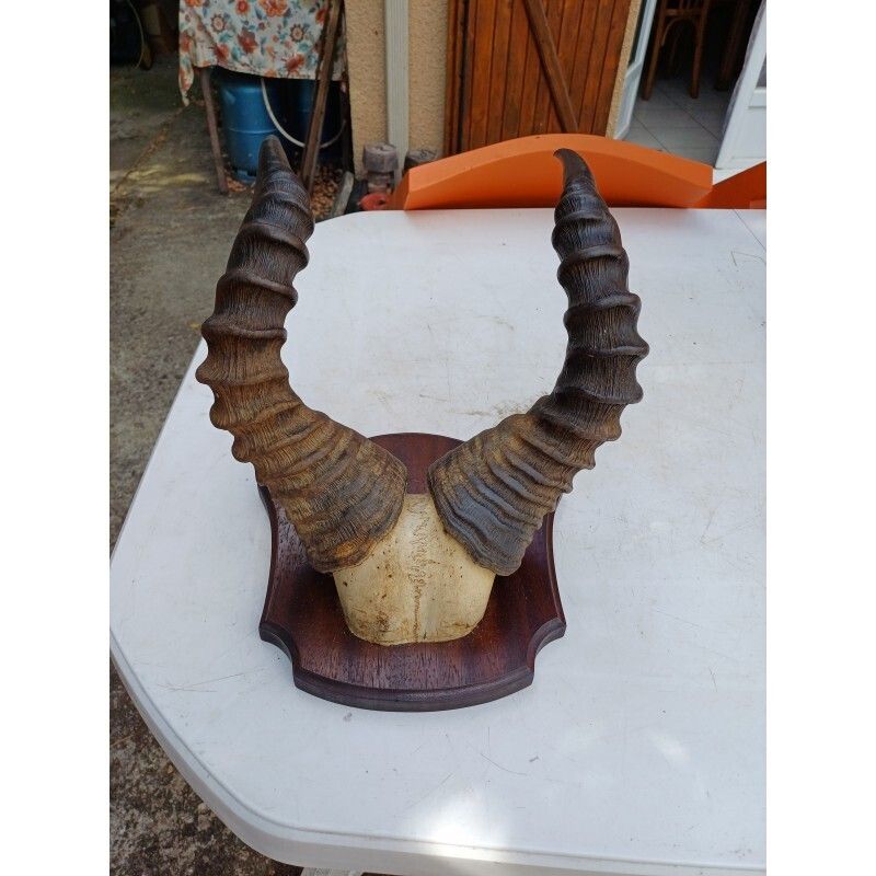 African Gazelle Horn Massacre (Hartebeest) photo buy