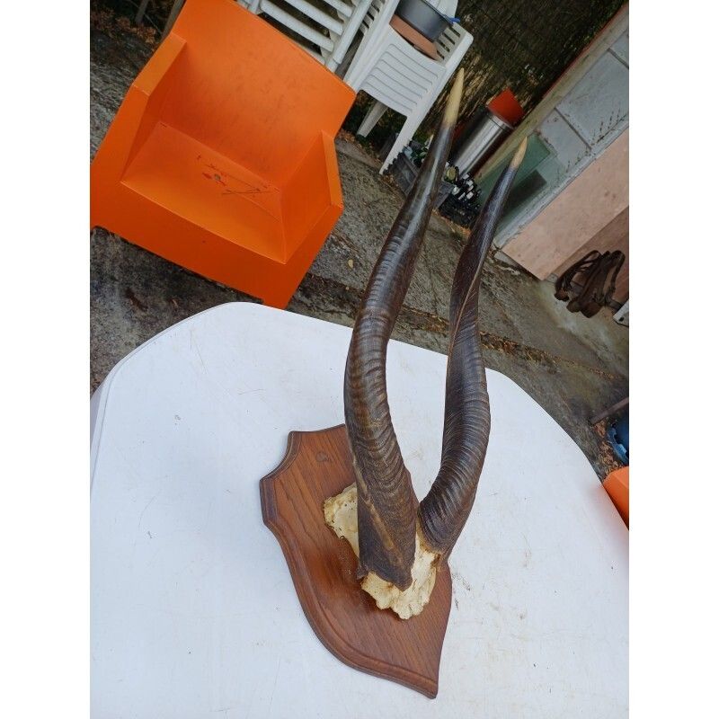 African Gazelle Horn Massacre (Bushbuck) photo furniture