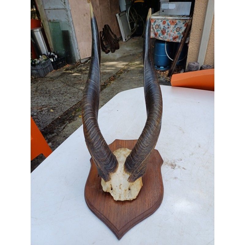 African Gazelle Horn Massacre (Bushbuck) photo buy