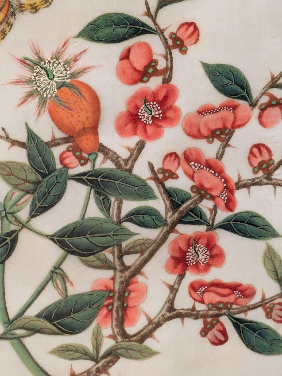 Antique Chinese Watercolour Painting Butterflies And Blossoms photo furniture