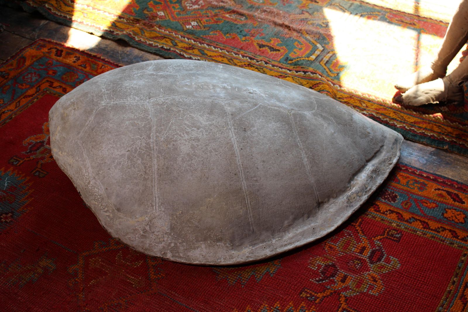 photo furniture Huge Faux Carapace Giant South American Amazonian River Turtle Shell