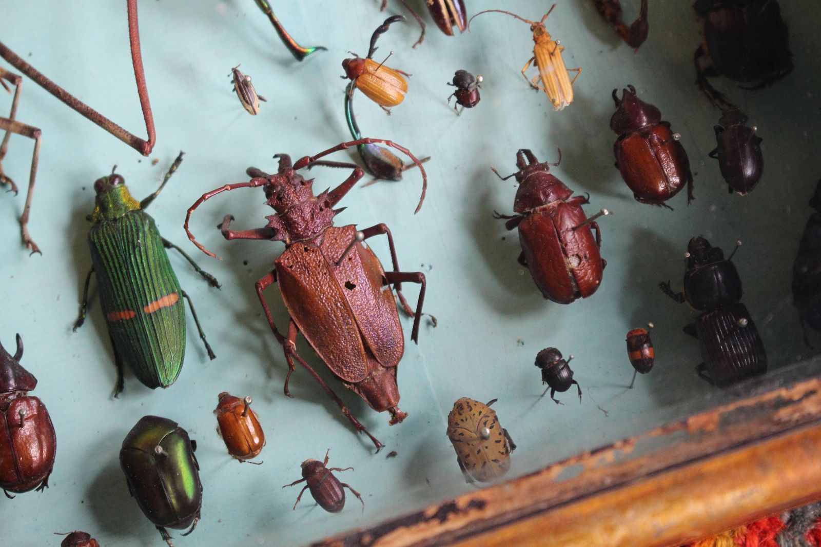 photo for sale Pair Of Entomology Specimen Display Cases By J T Stockall London Taxidermy Curio