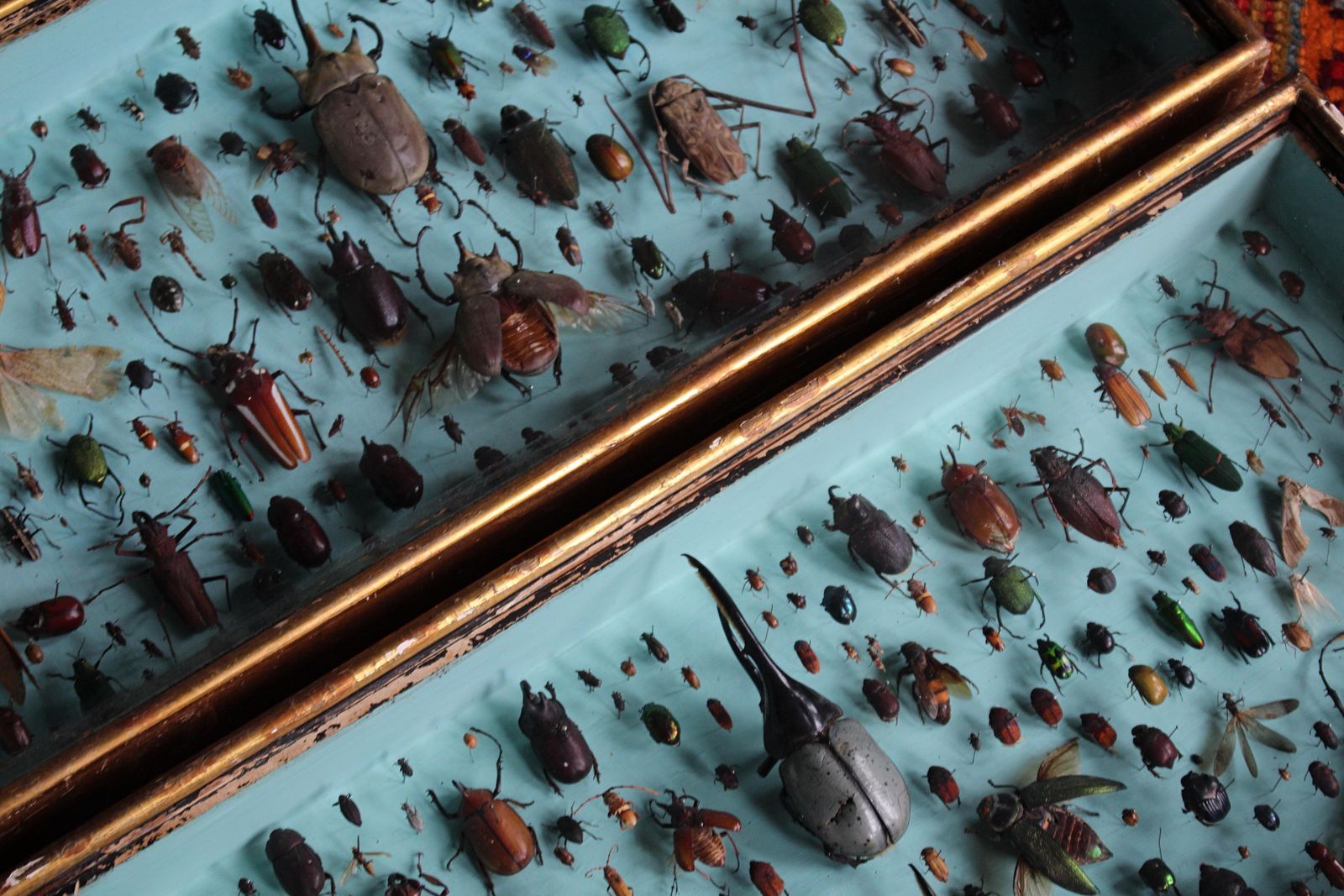 photo vintage Pair Of Entomology Specimen Display Cases By J T Stockall London Taxidermy Curio