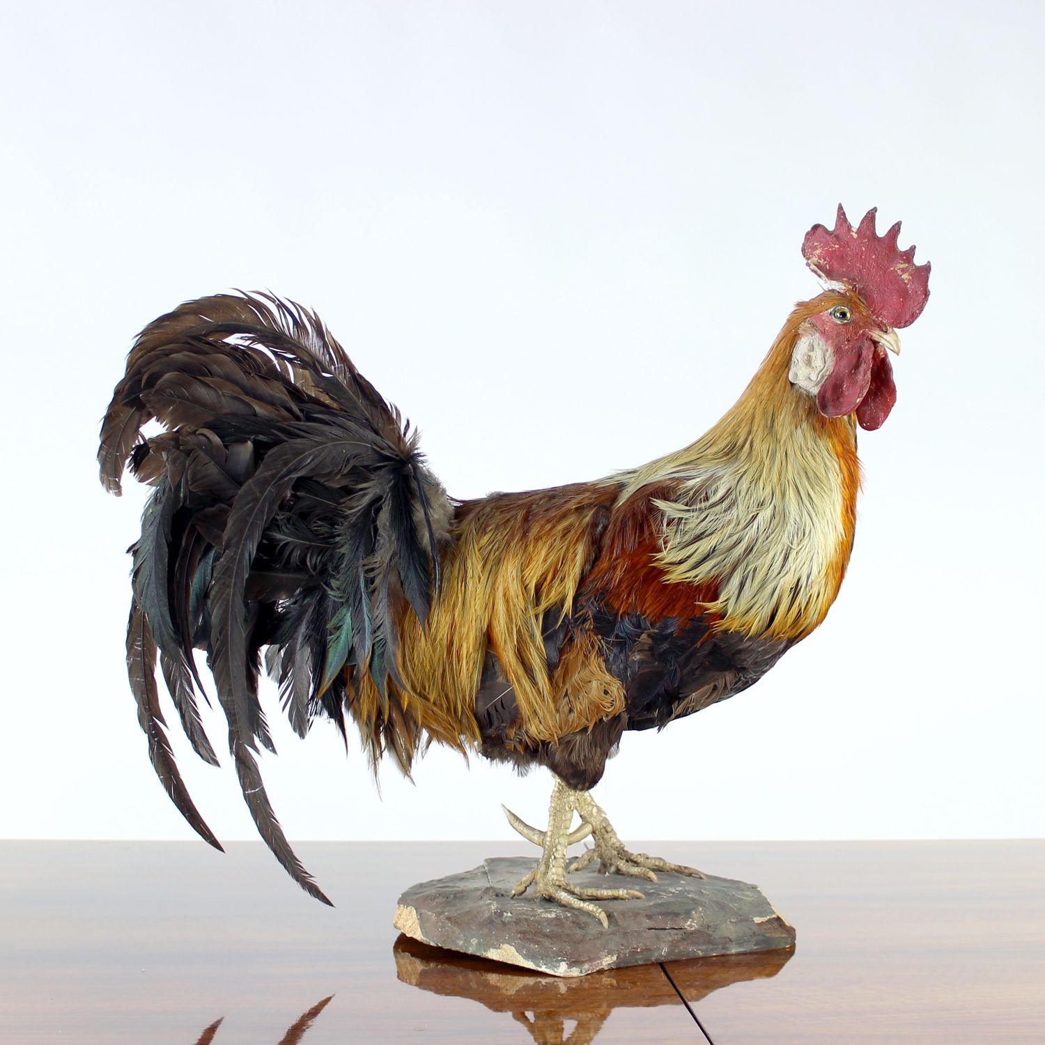 Large Antique German Taxidermy Rooster, Early 1900s photo for sale