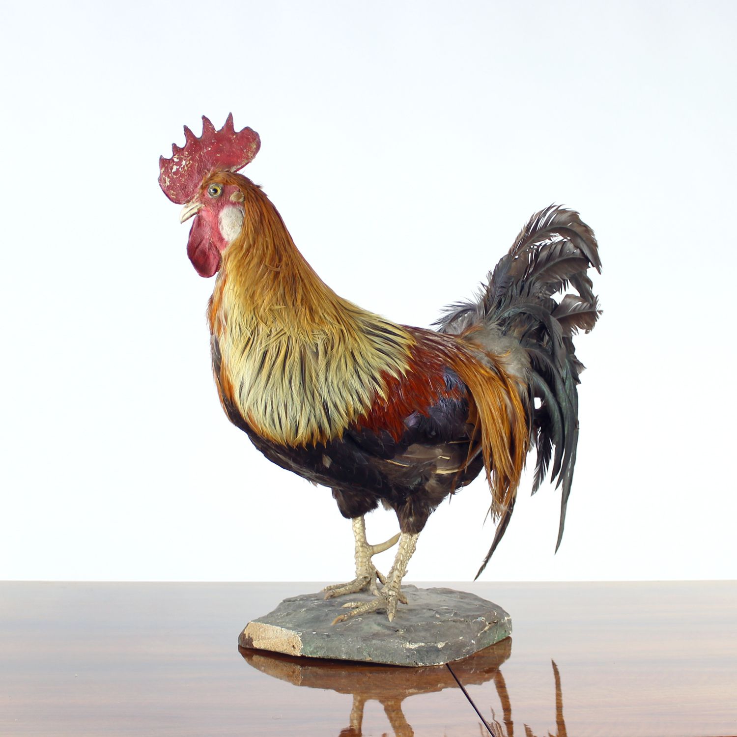 Large Antique German Taxidermy Rooster, Early 1900s photo buy
