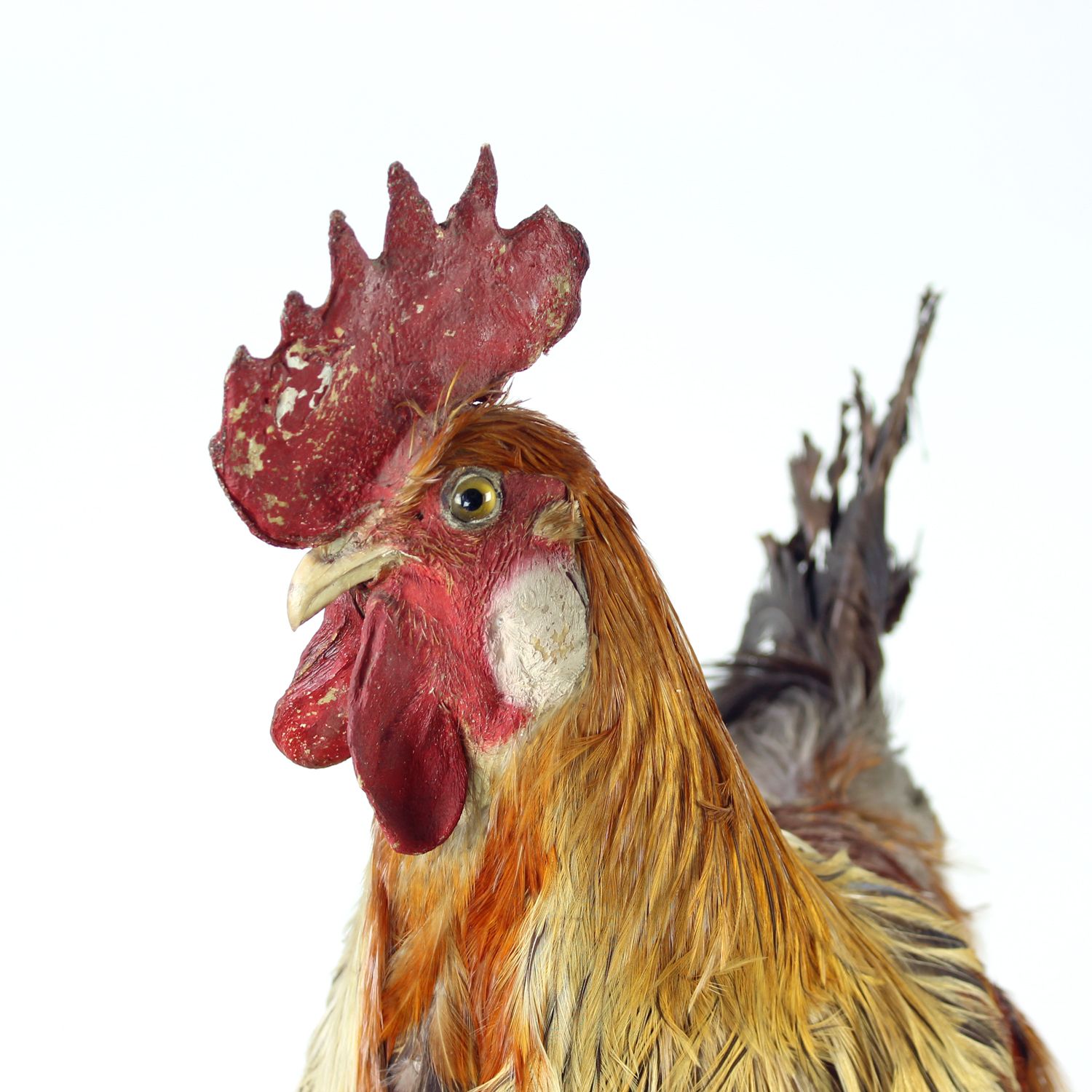 Large Antique German Taxidermy Rooster, Early 1900s photo vintage