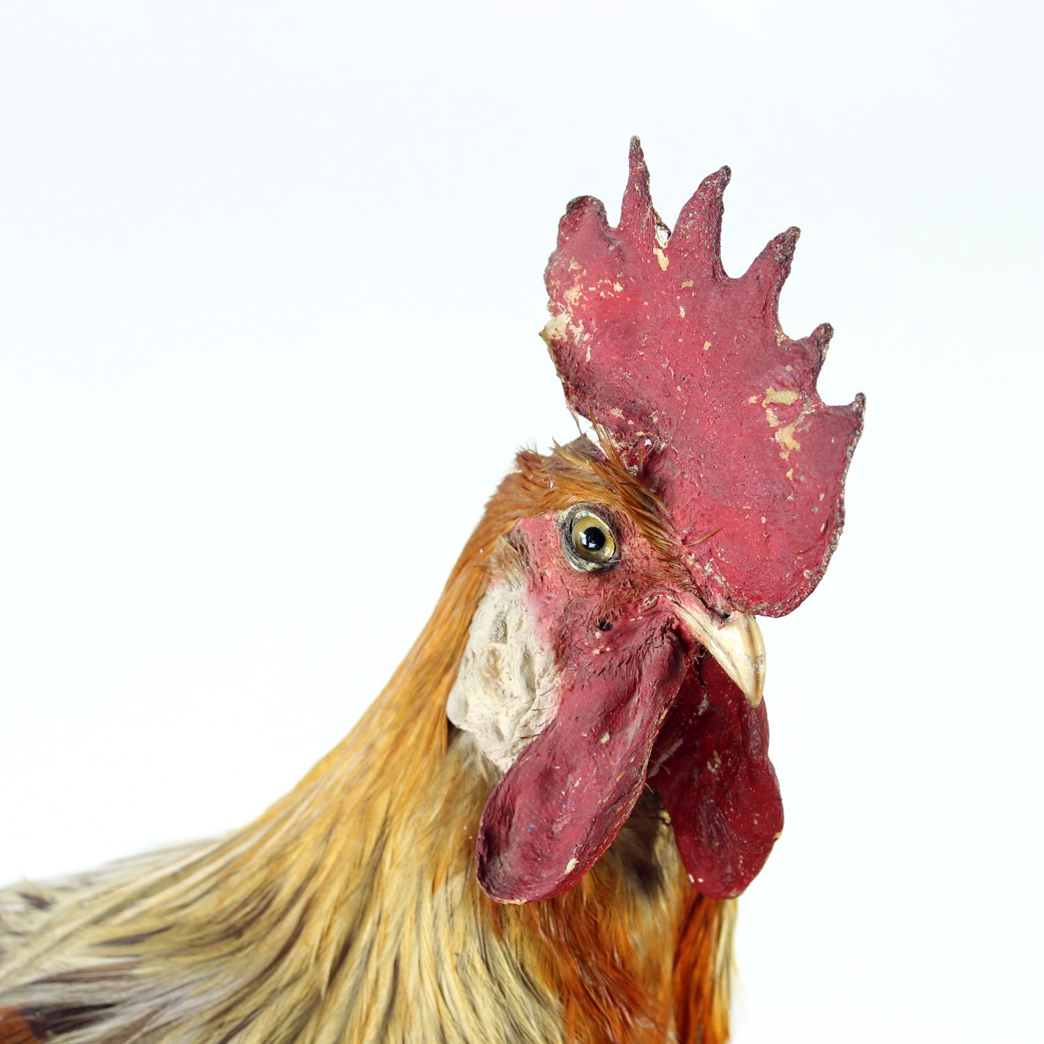 photo furniture Large Antique German Taxidermy Rooster, Early 1900s