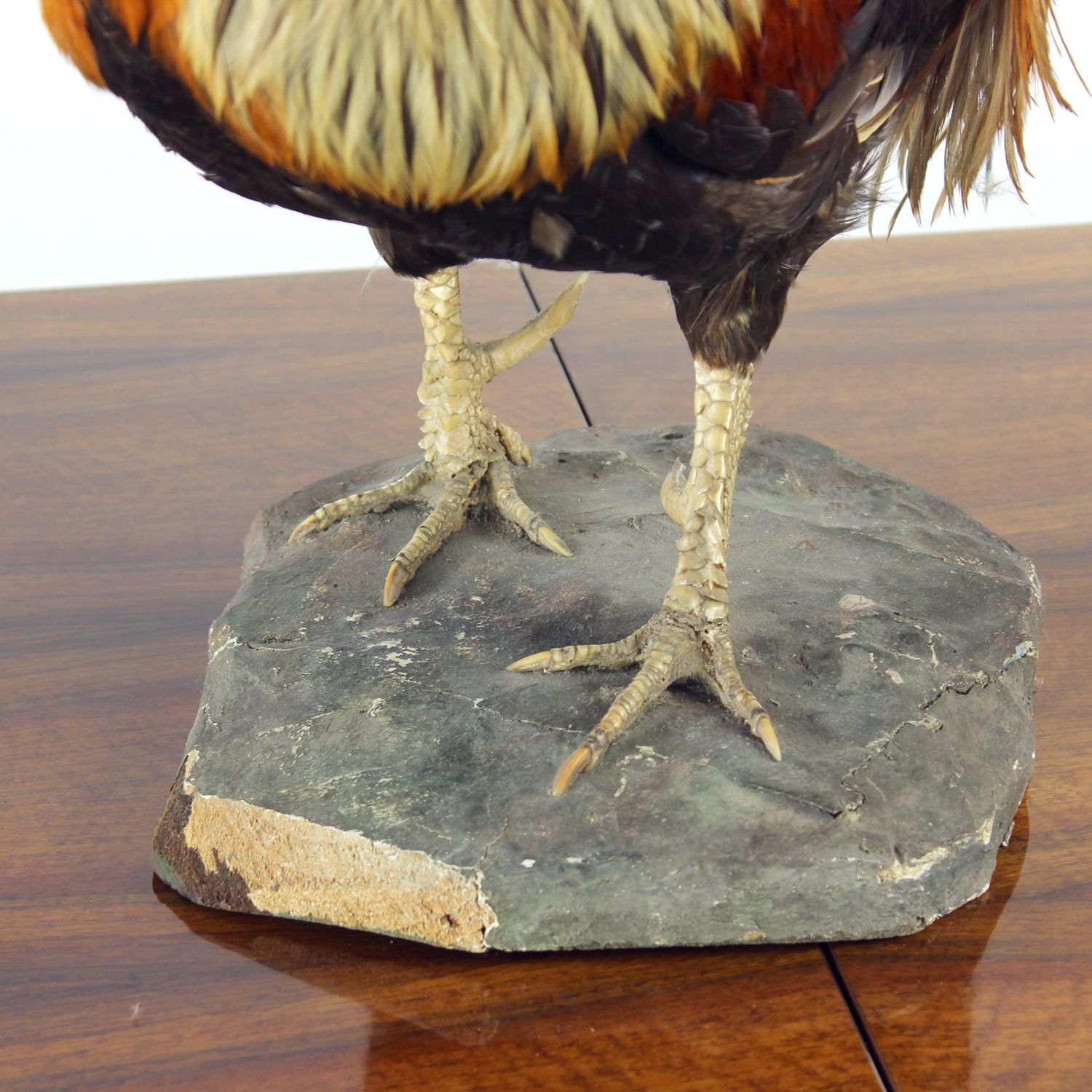 photo for sale Large Antique German Taxidermy Rooster, Early 1900s