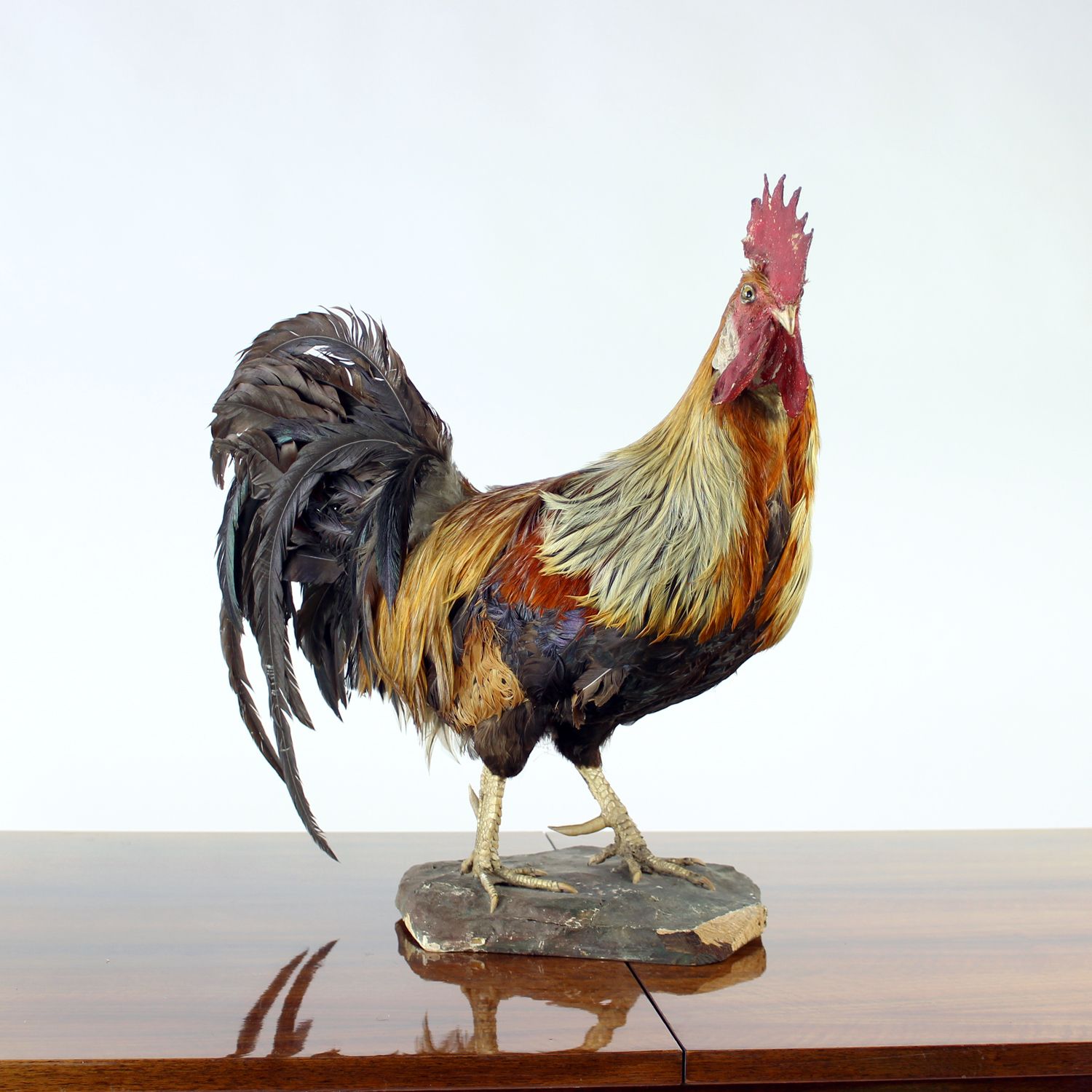 Home Decor Large Antique German Taxidermy Rooster, Early 1900s photo